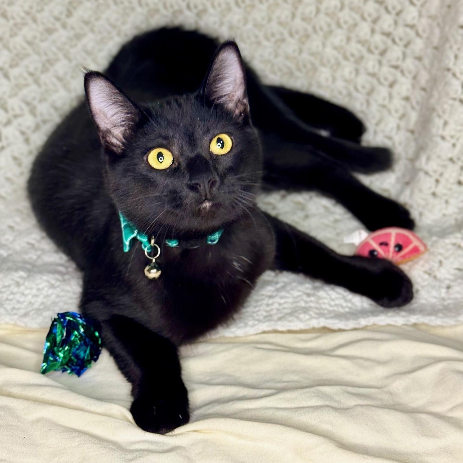 Marsay & Lyonne **MEET AT AVE VET CLINIC**, ADOPTABLE, Young Female Domestic Short Hair.