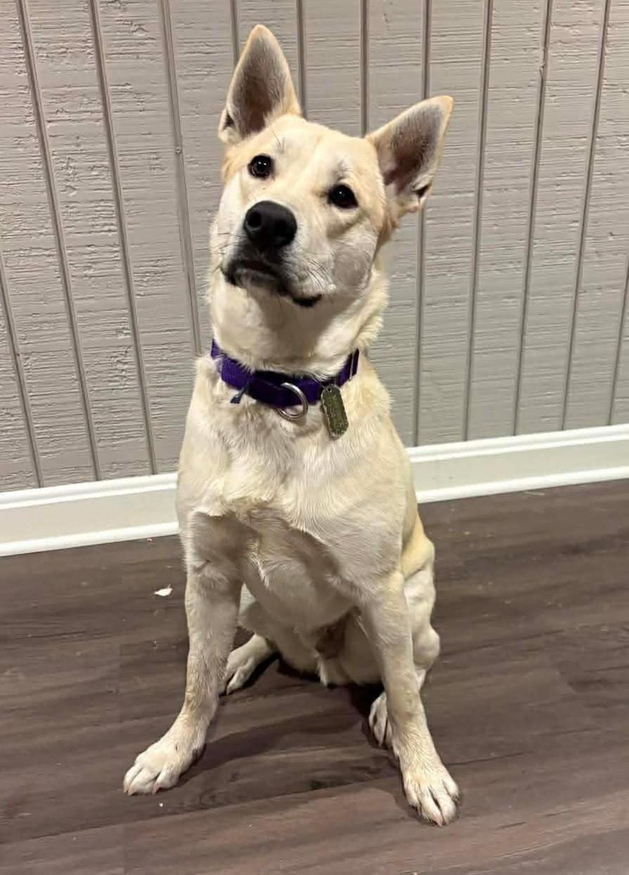 Enlarge MK, an adoptable mixed breed in Palatine, IL image 3/5