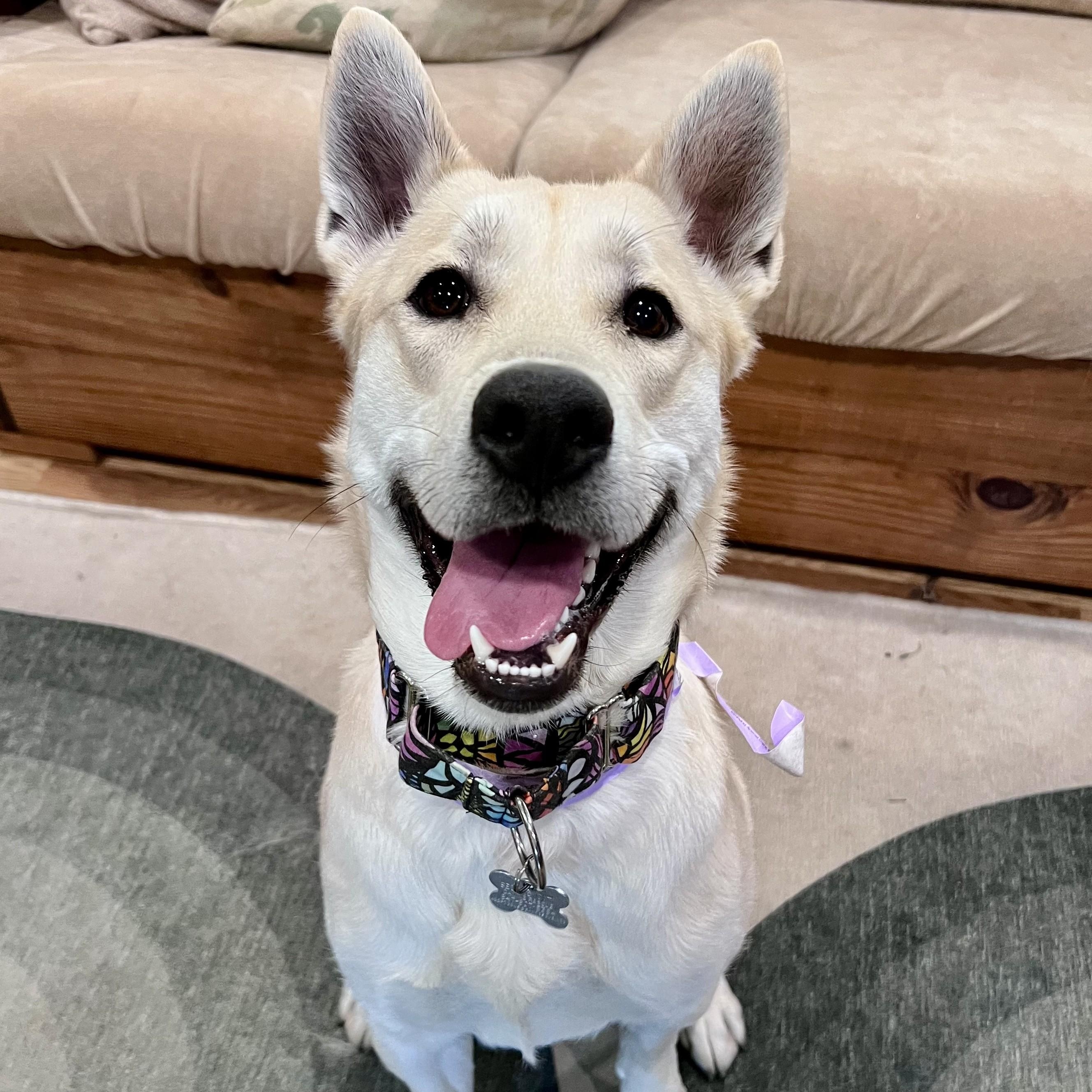 Enlarge MK, an adoptable mixed breed in Palatine, IL image 4/5