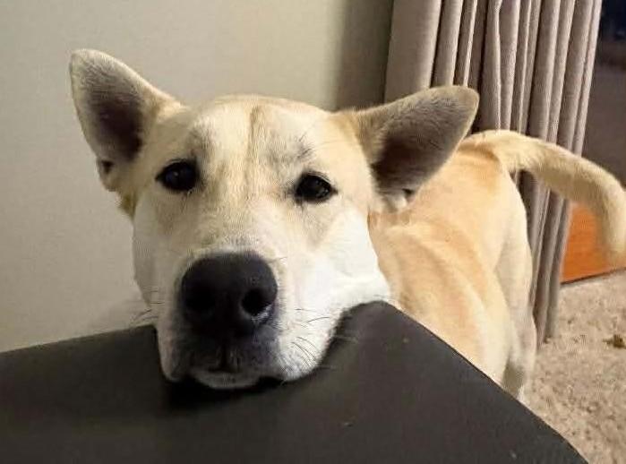 Enlarge MK, an adoptable mixed breed in Palatine, IL image 5/5