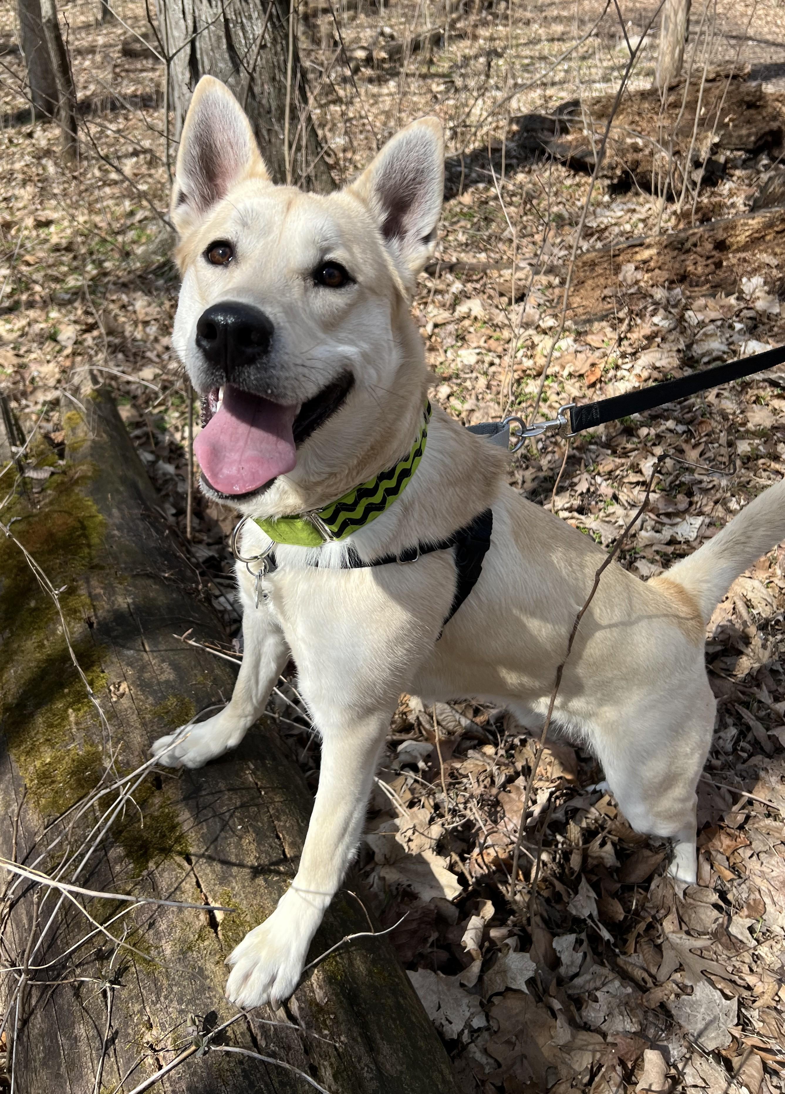 MK, adoptable, Young Male Husky & Mixed Breed.