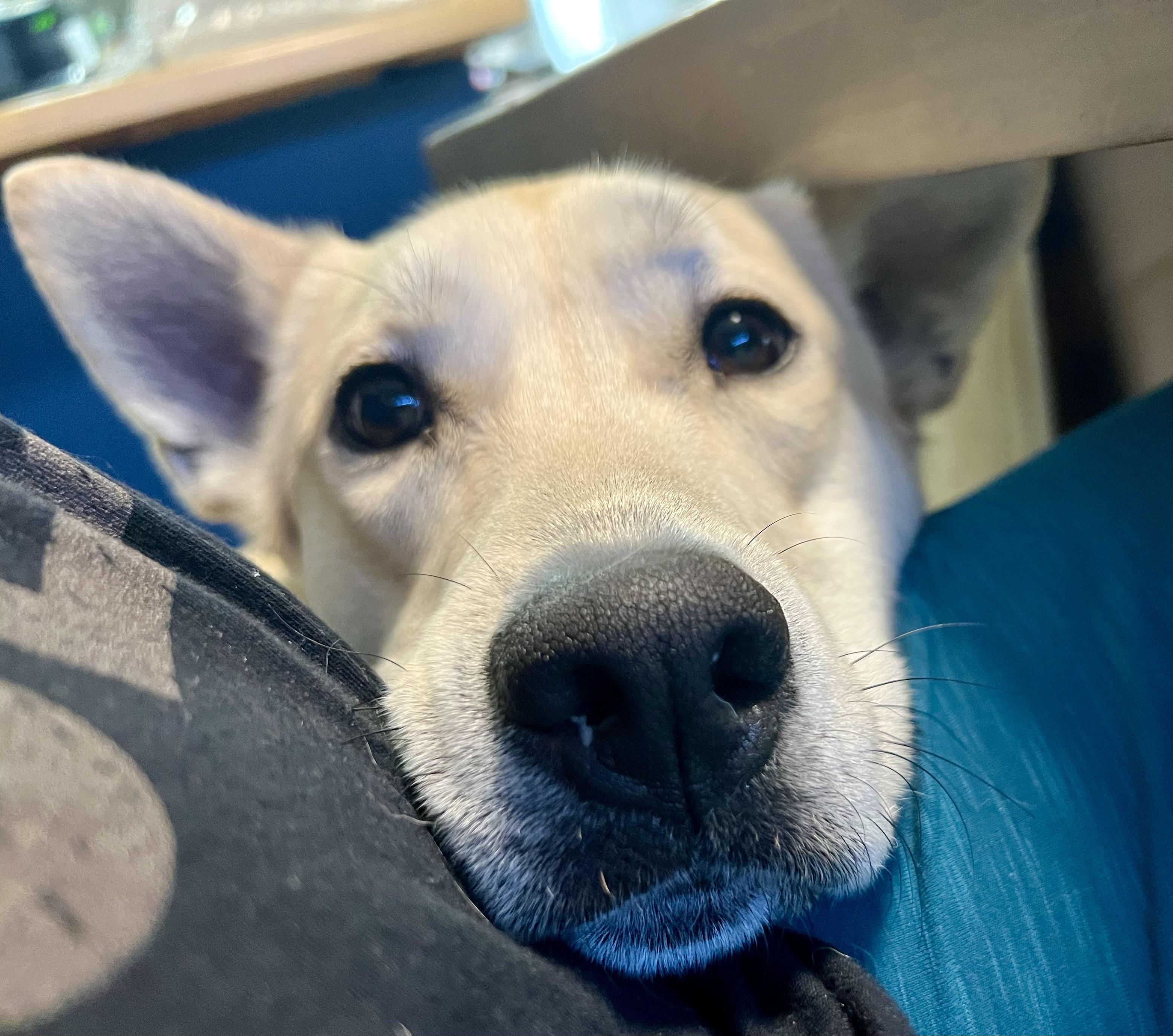 Enlarge MK, an adoptable mixed breed in Palatine, IL image 3/6