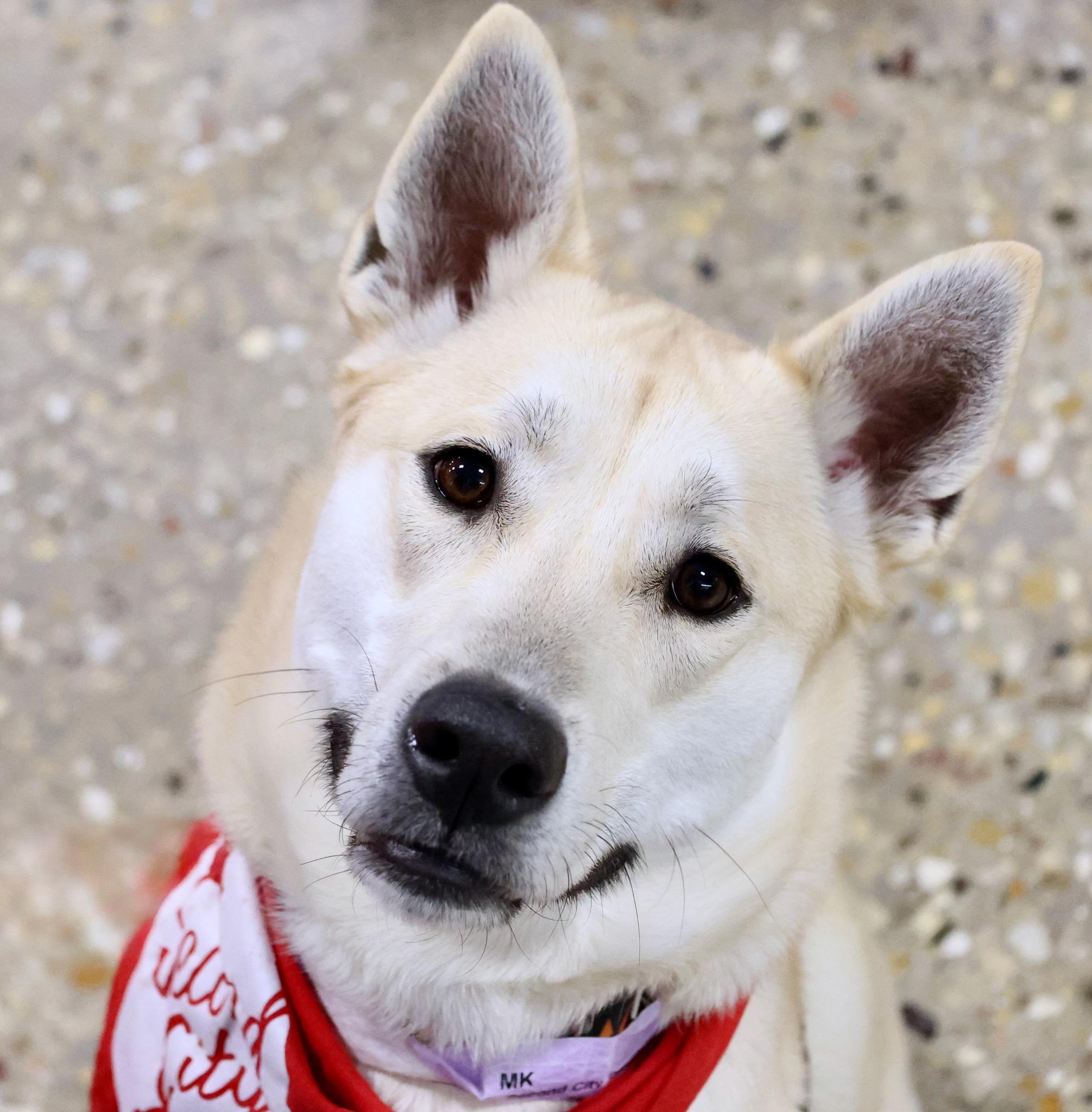 MK, an adoptable mixed breed in Palatine, IL image 3/6
