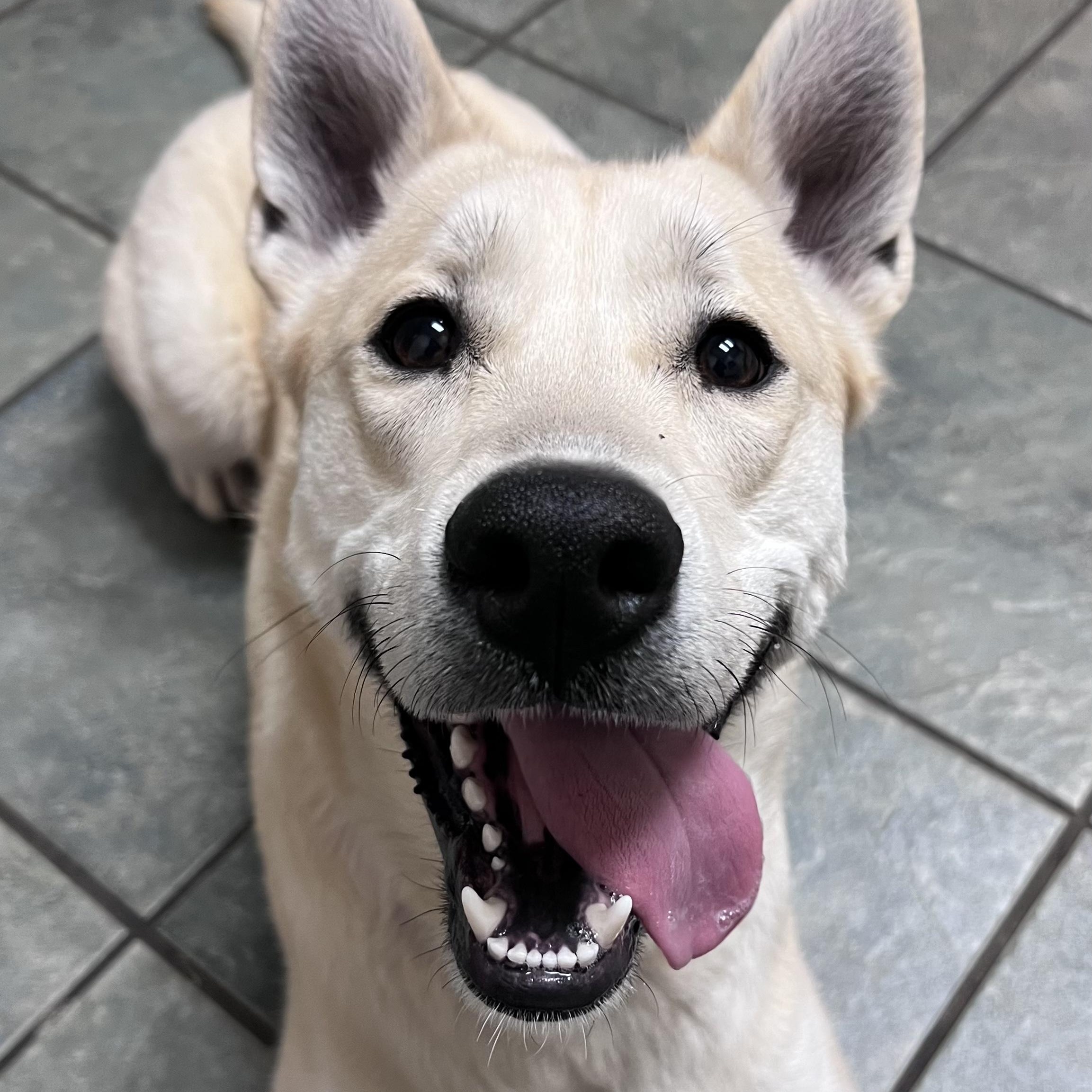 Enlarge MK, an adoptable mixed breed in Palatine, IL image 2/5