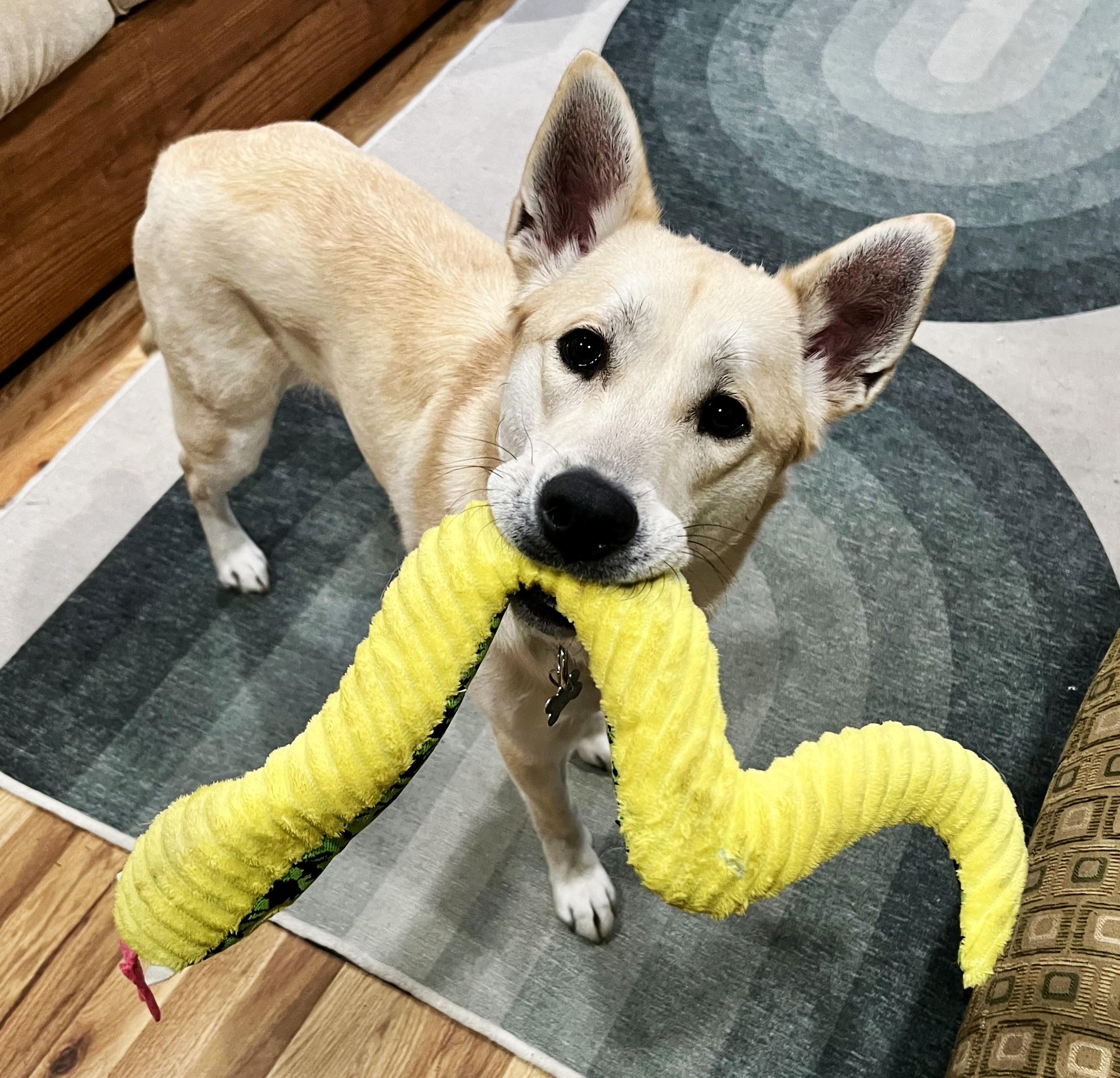 MK, adoptable, Young Male Husky & Mixed Breed.