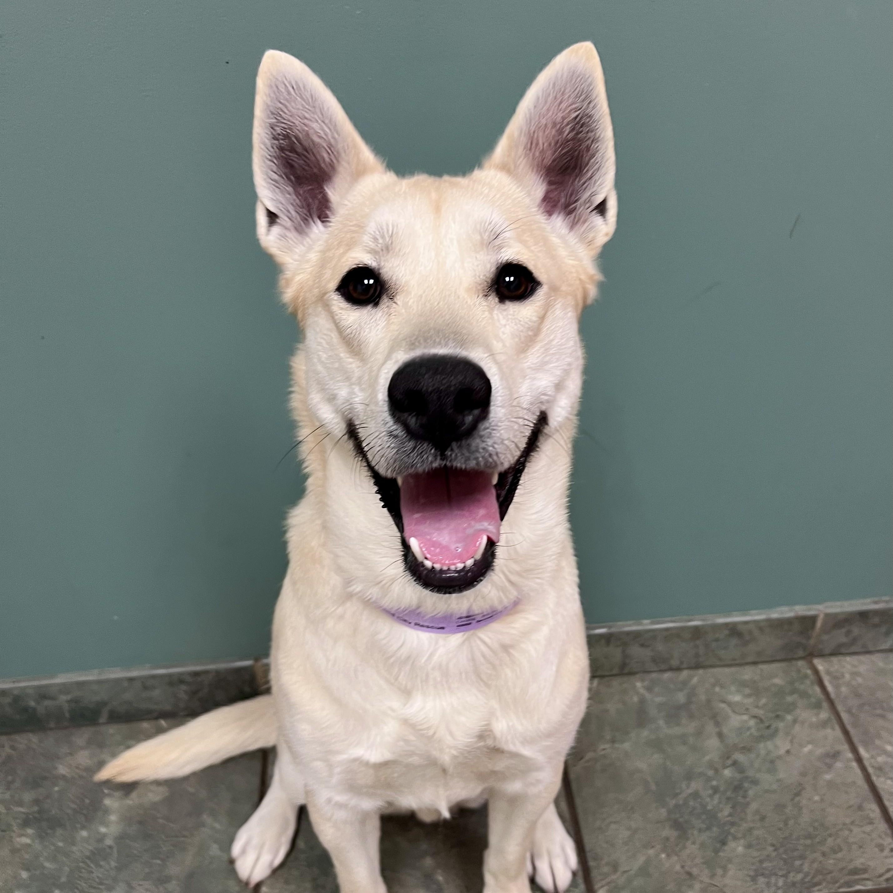 Enlarge MK, an adoptable mixed breed in Palatine, IL image 1/5