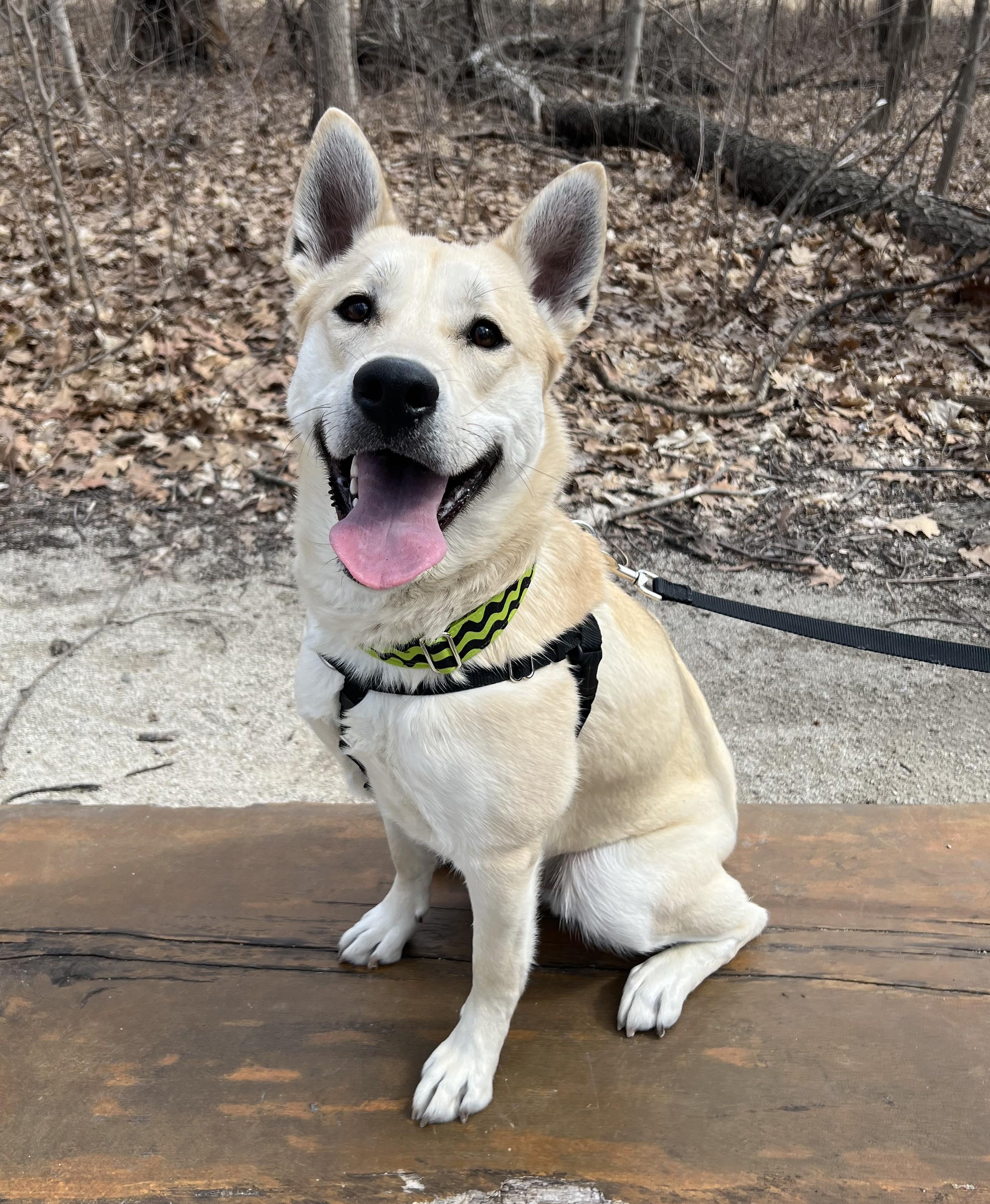 MK, an adoptable mixed breed in Palatine, IL image 2/6