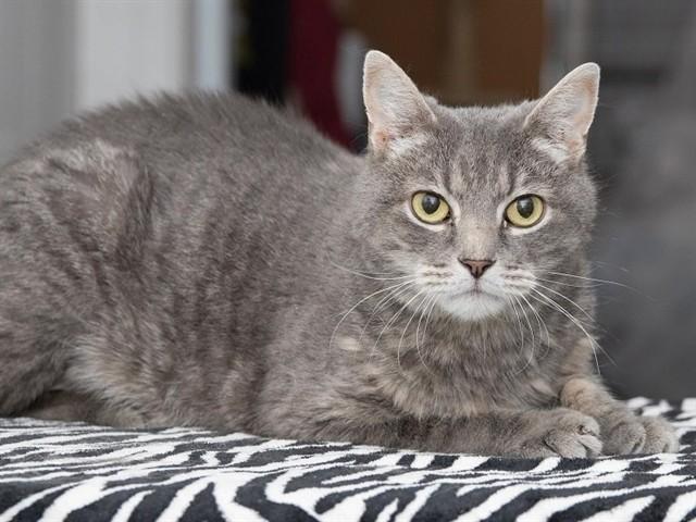 Enlarge GERALD, a Adoptable Domestic Short Hair in Ames, IA image 1/1