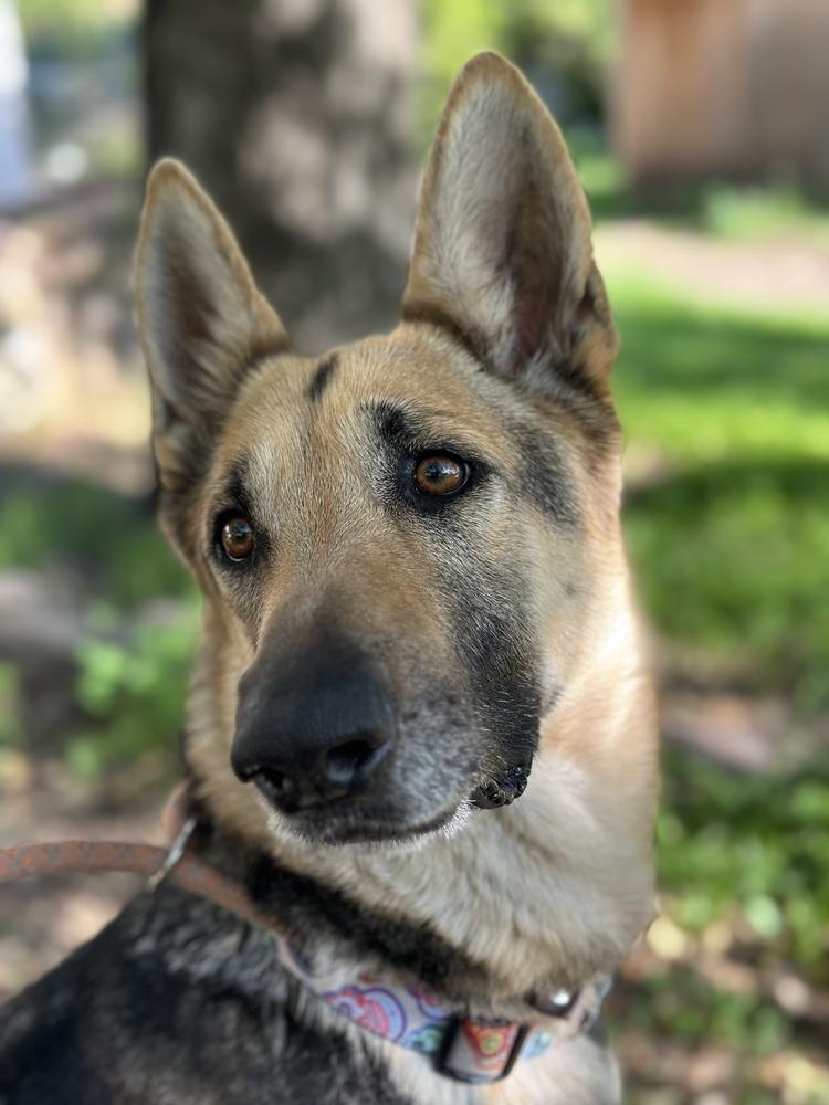 Enlarge Bailey, a Adoptable German Shepherd Dog image 1/1