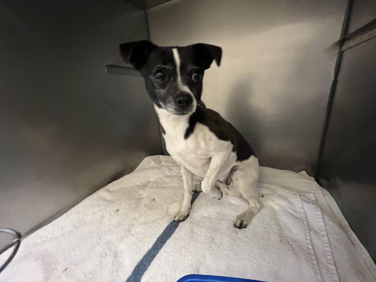 Urgent! Will You Save thumbnail 2