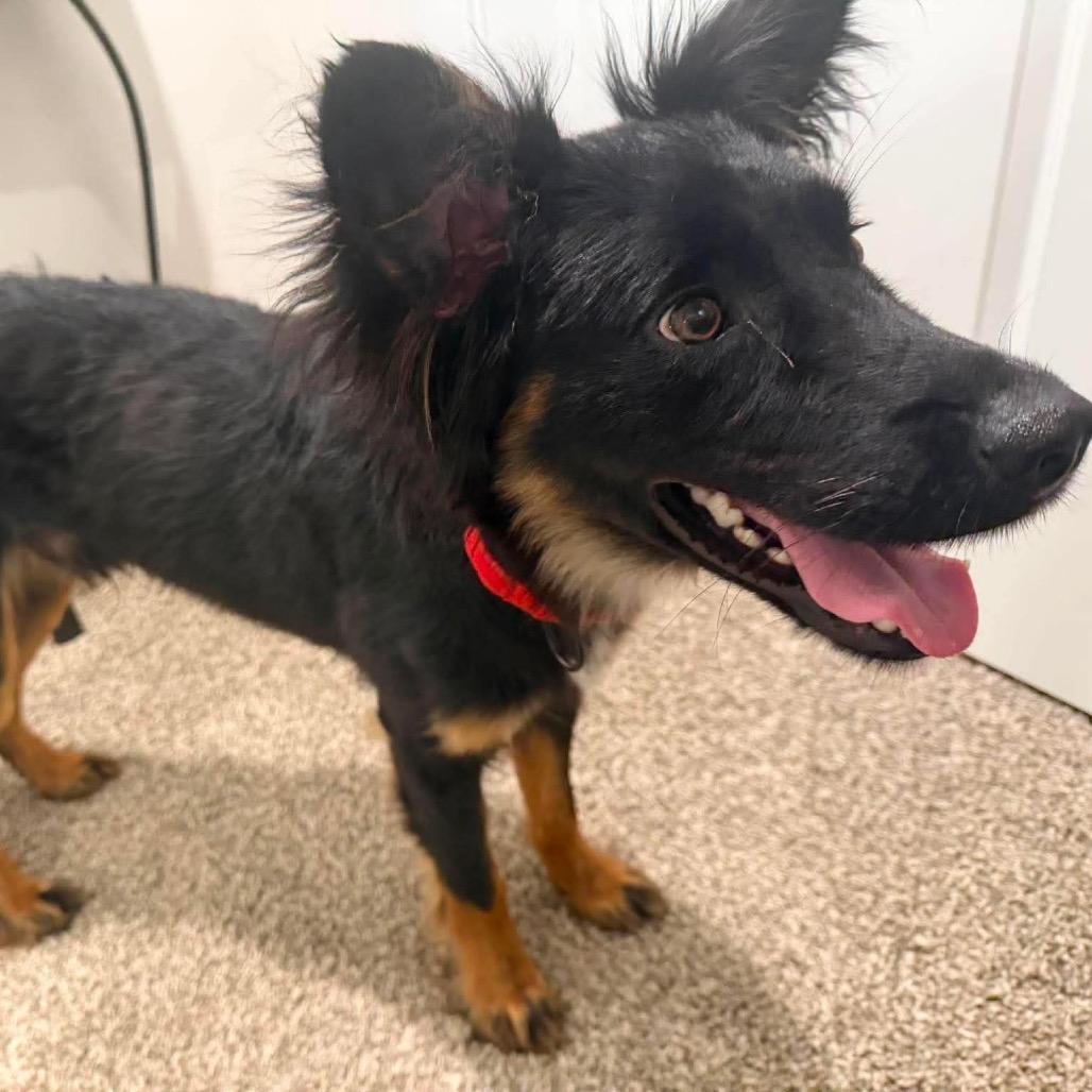 Dash, Adoptable, Adult Male Australian Shepherd & Mixed Breed.