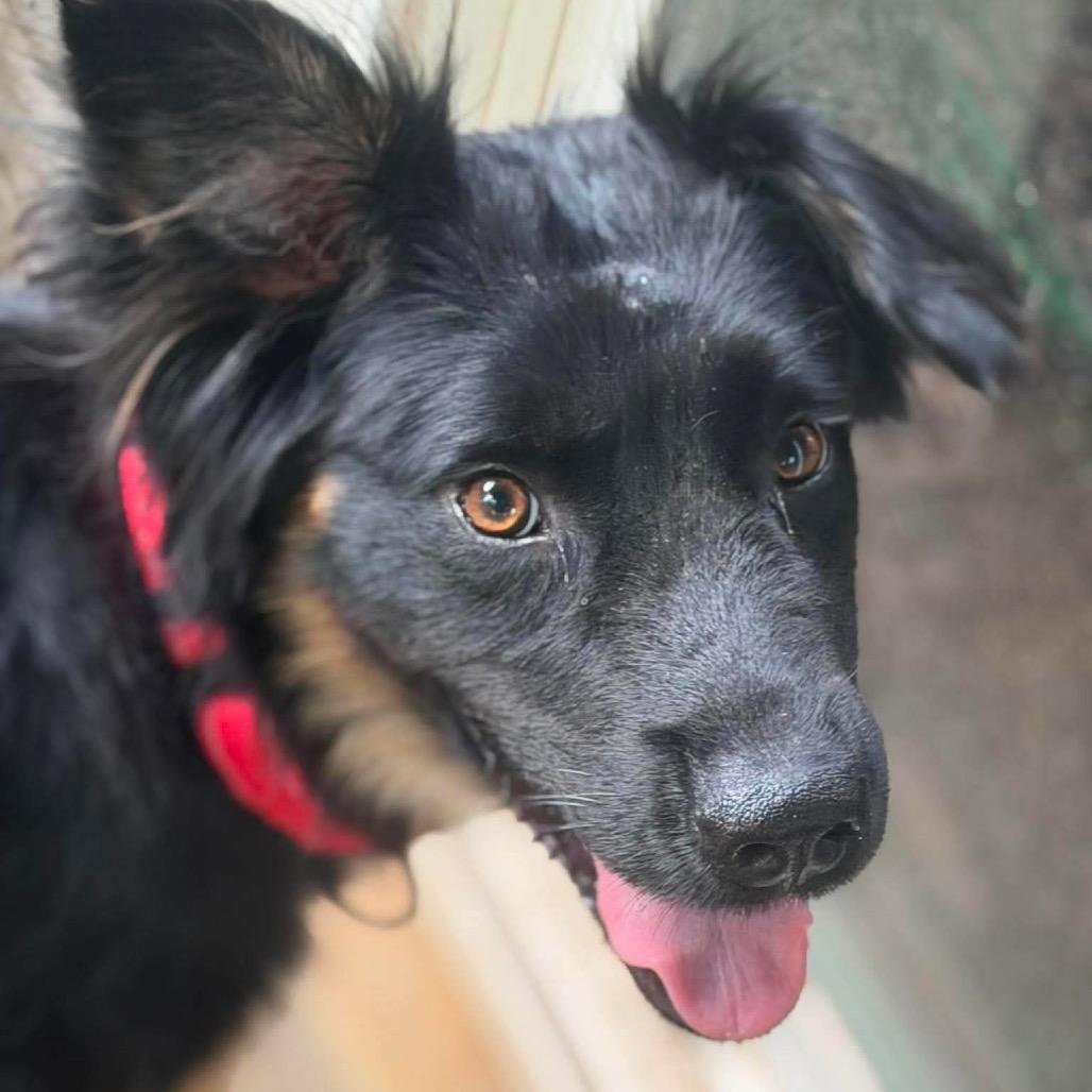 Enlarge Dash, a Adoptable mixed breed in Fredericksburg, VA image 2/3