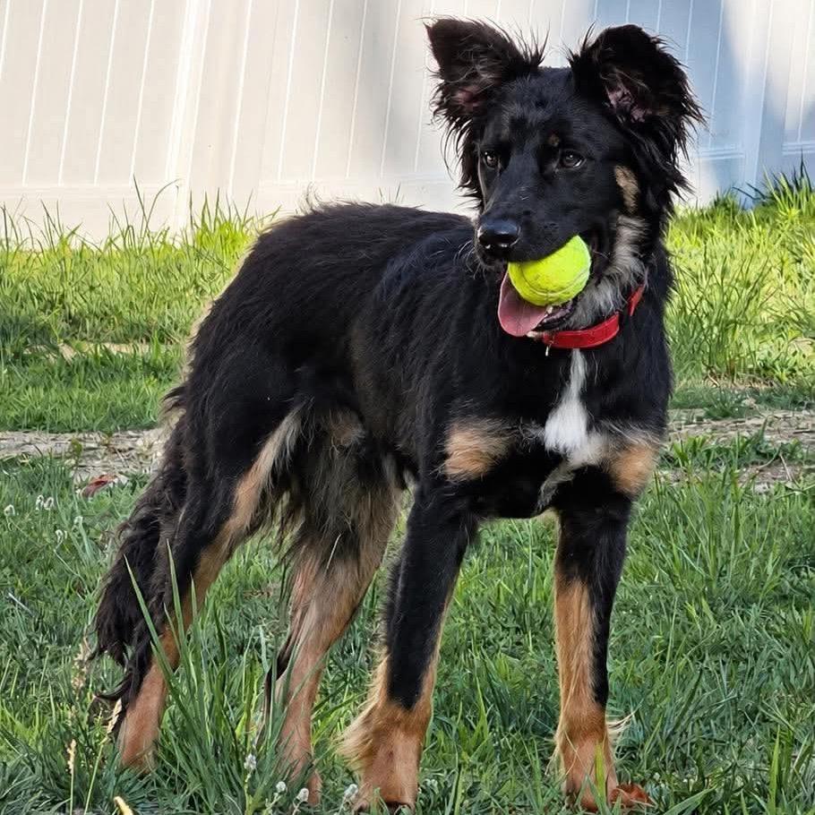 Enlarge Dash, a Adoptable mixed breed in Fredericksburg, VA image 3/3