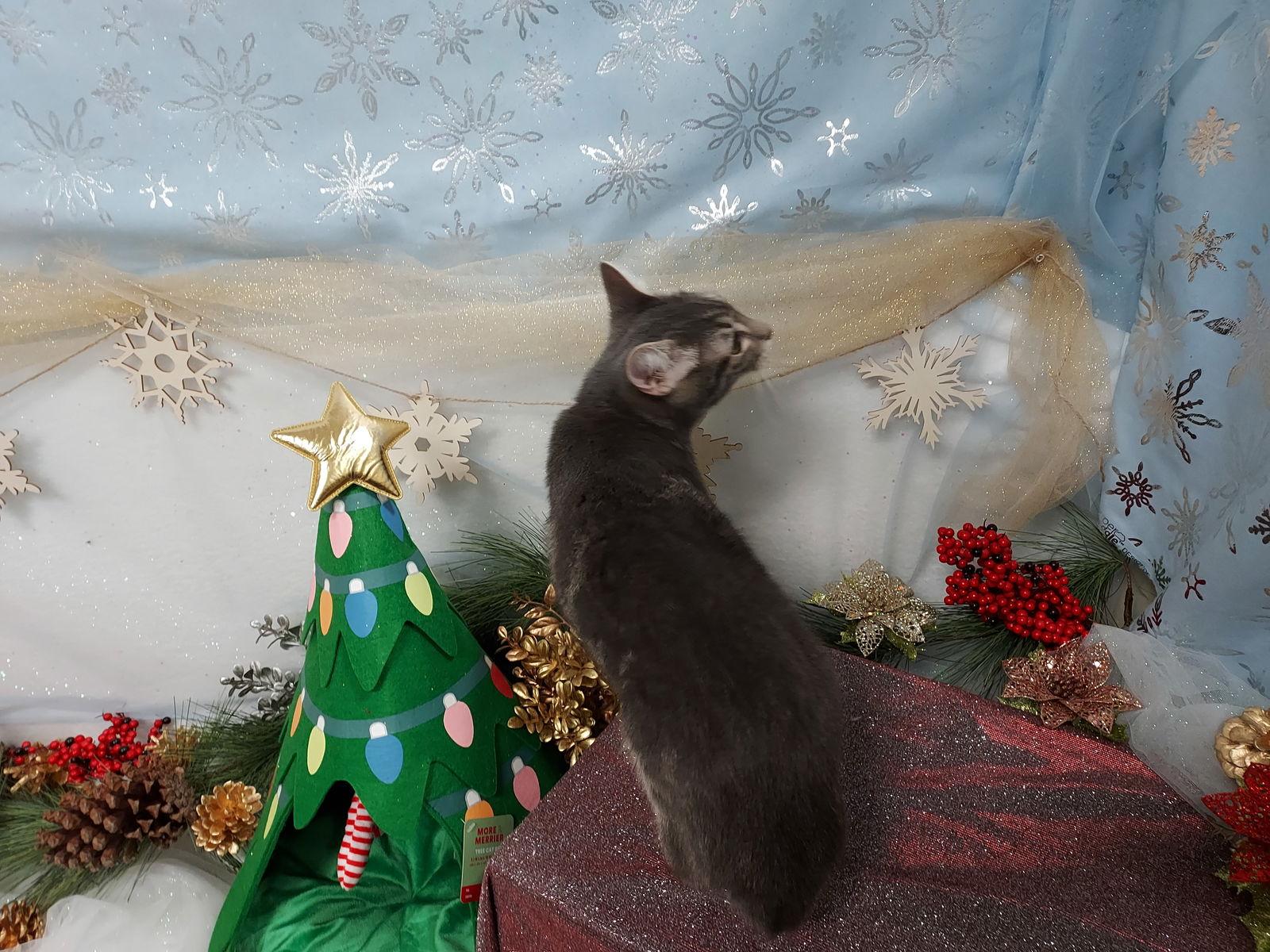 Enlarge Juniper, a Adopted American Bobtail in Pineville, LA image 1/3