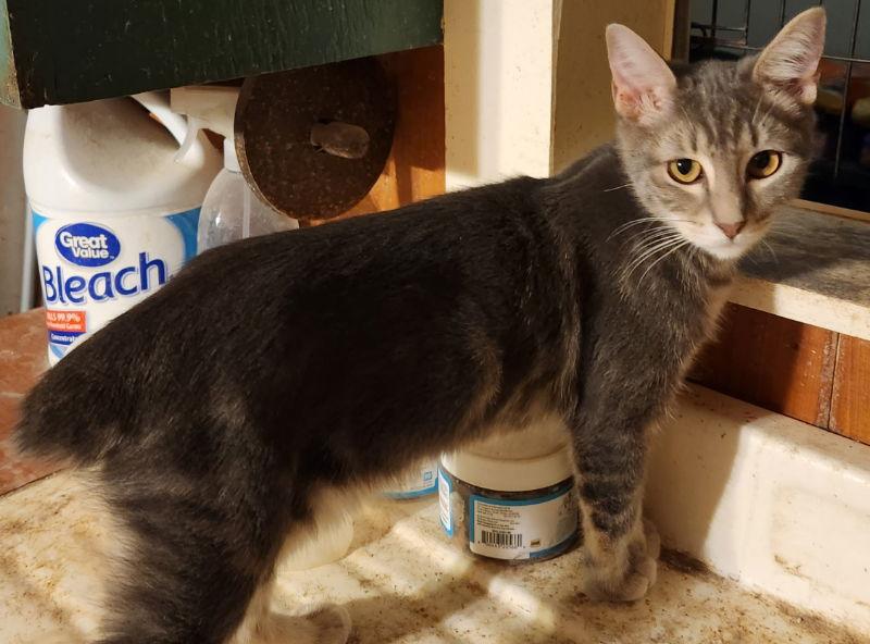 Enlarge Juniper, a Adopted American Bobtail in Pineville, LA image 2/3