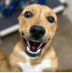Curious George, Adoptable, Young Male Terrier & Mixed Breed.