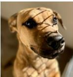 Enlarge Curious George, a Adoptable mixed breed in Madison, WI image 2/3