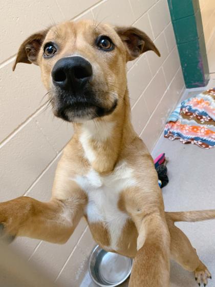 Enlarge Curious George, a Adoptable mixed breed in Madison, WI image 3/3