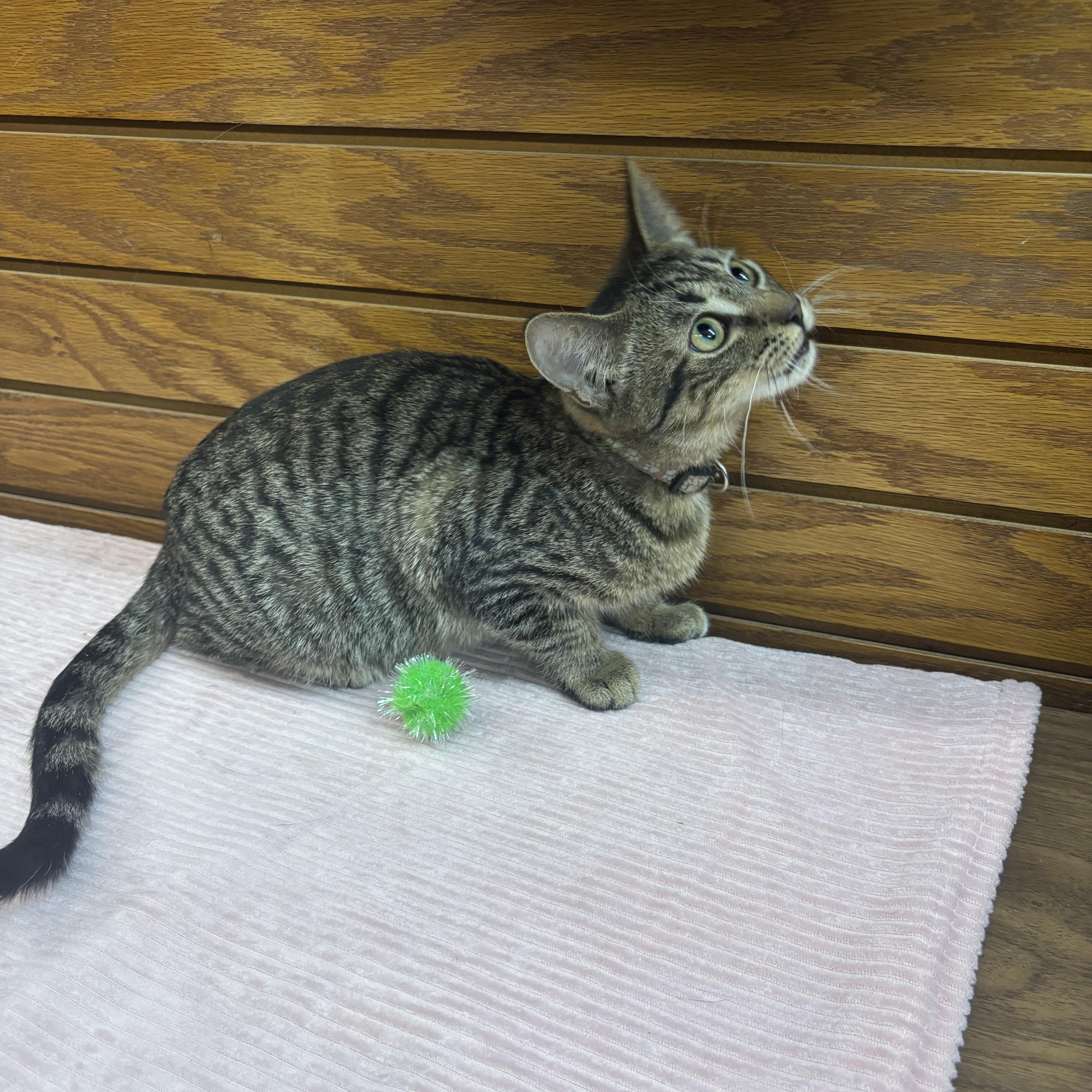 Enlarge Darla , a Adoptable mixed breed in Coldwater, MI image 2/3