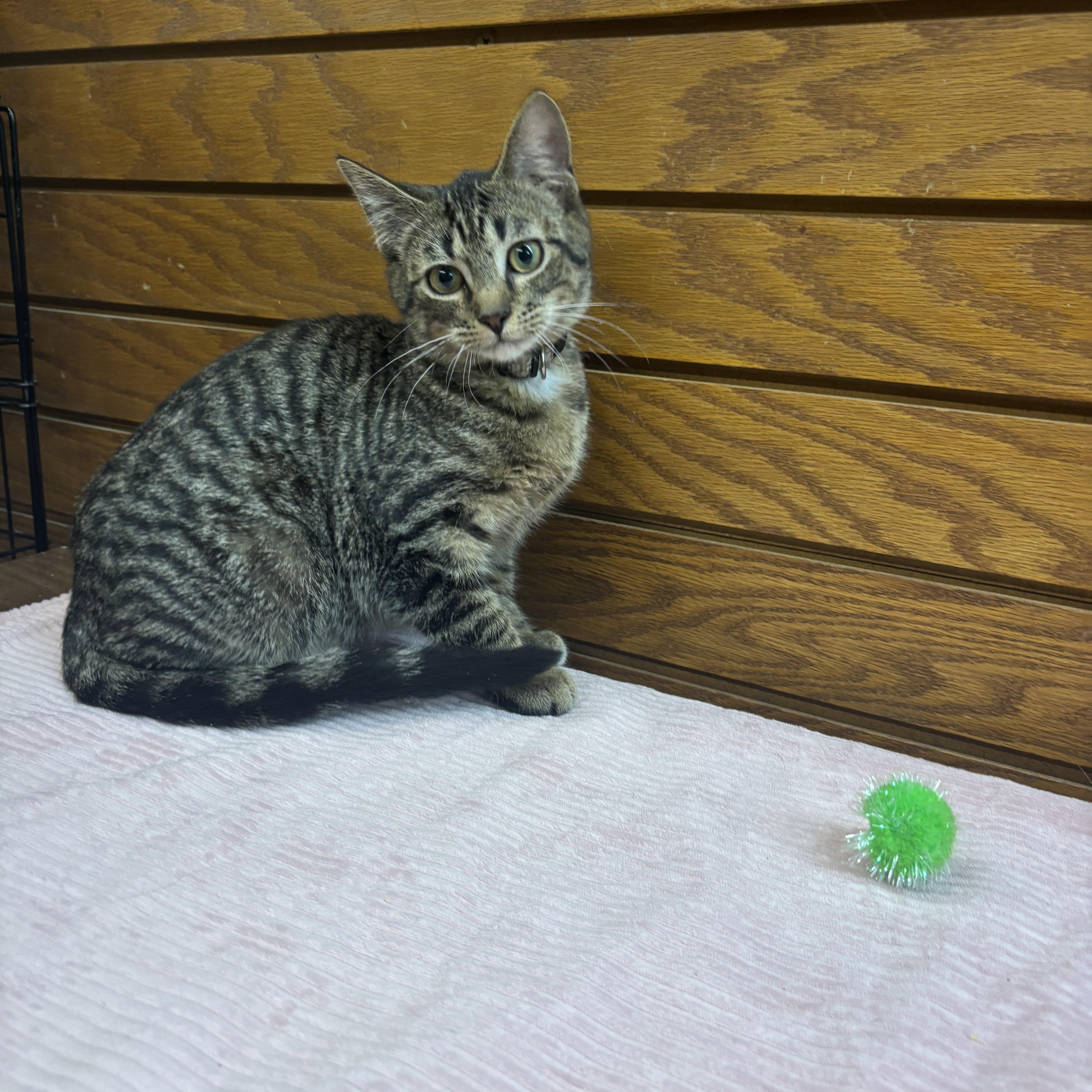 Enlarge Darla , a Adoptable mixed breed in Coldwater, MI image 3/3