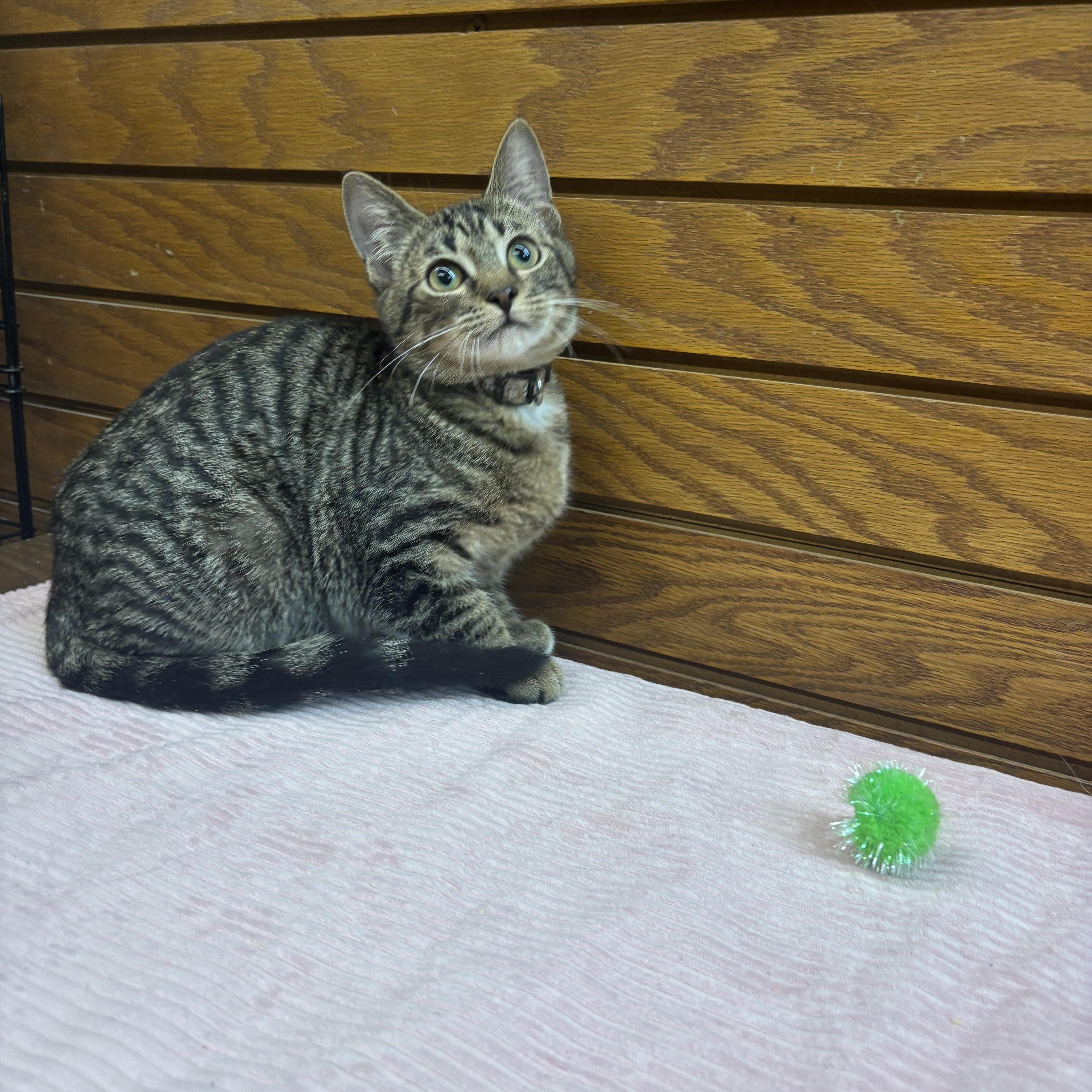 Enlarge Darla , a Adoptable mixed breed in Coldwater, MI image 1/3