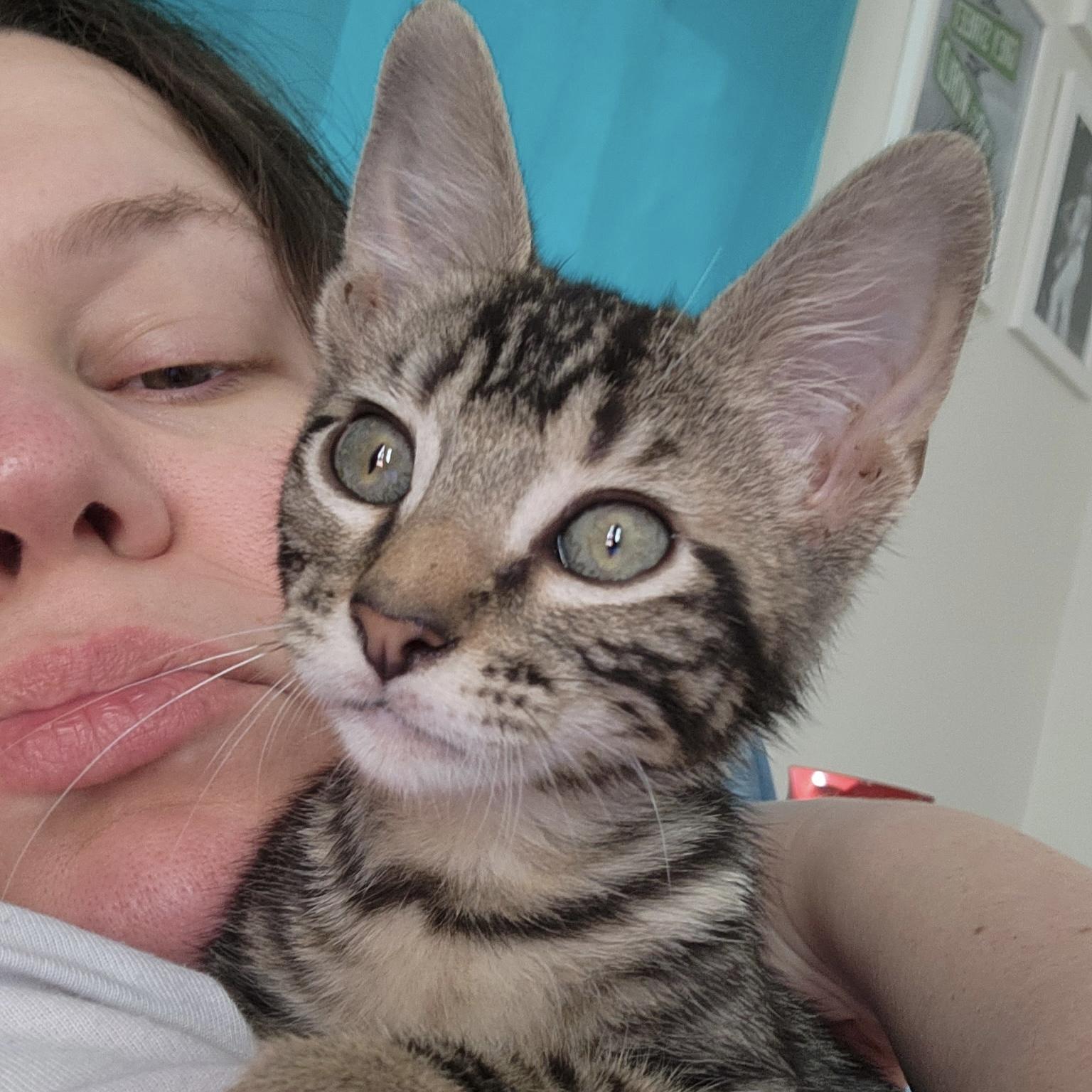 Enlarge Trucker, an adopted Domestic Short Hair in Bentonville, AR image 1/1