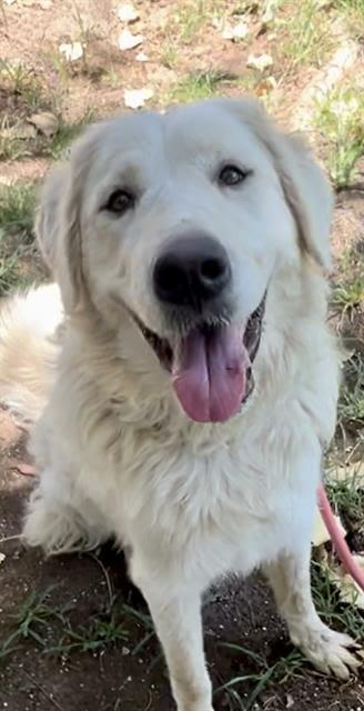 Enlarge Suzy, a Adopted Great Pyrenees in Wilton, CA image 2/4