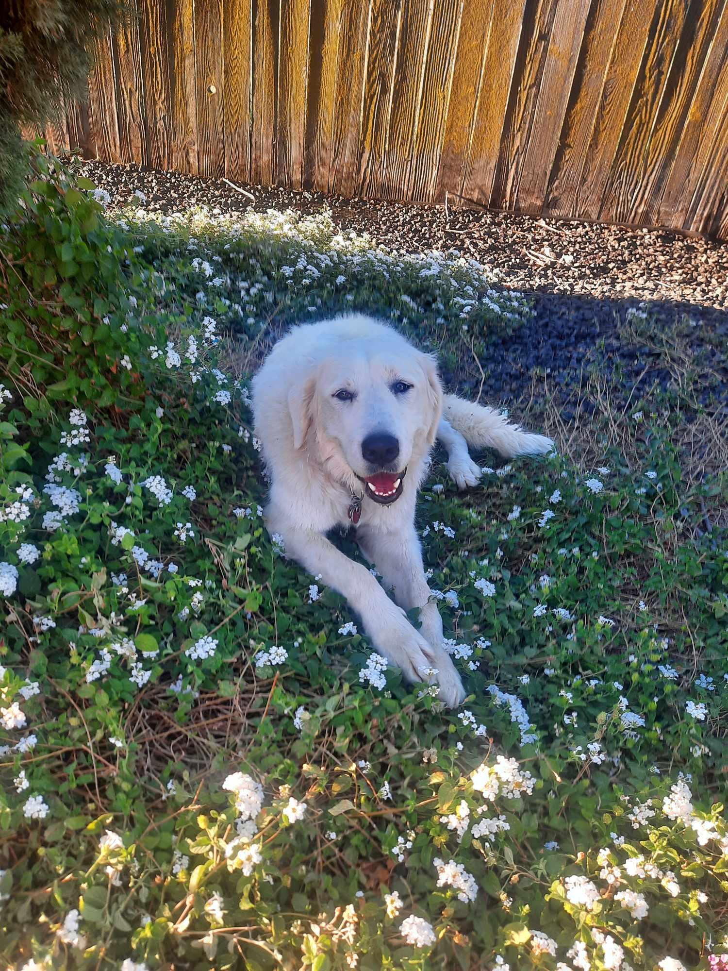 Enlarge Suzy, a Adopted Great Pyrenees in Wilton, CA image 1/4
