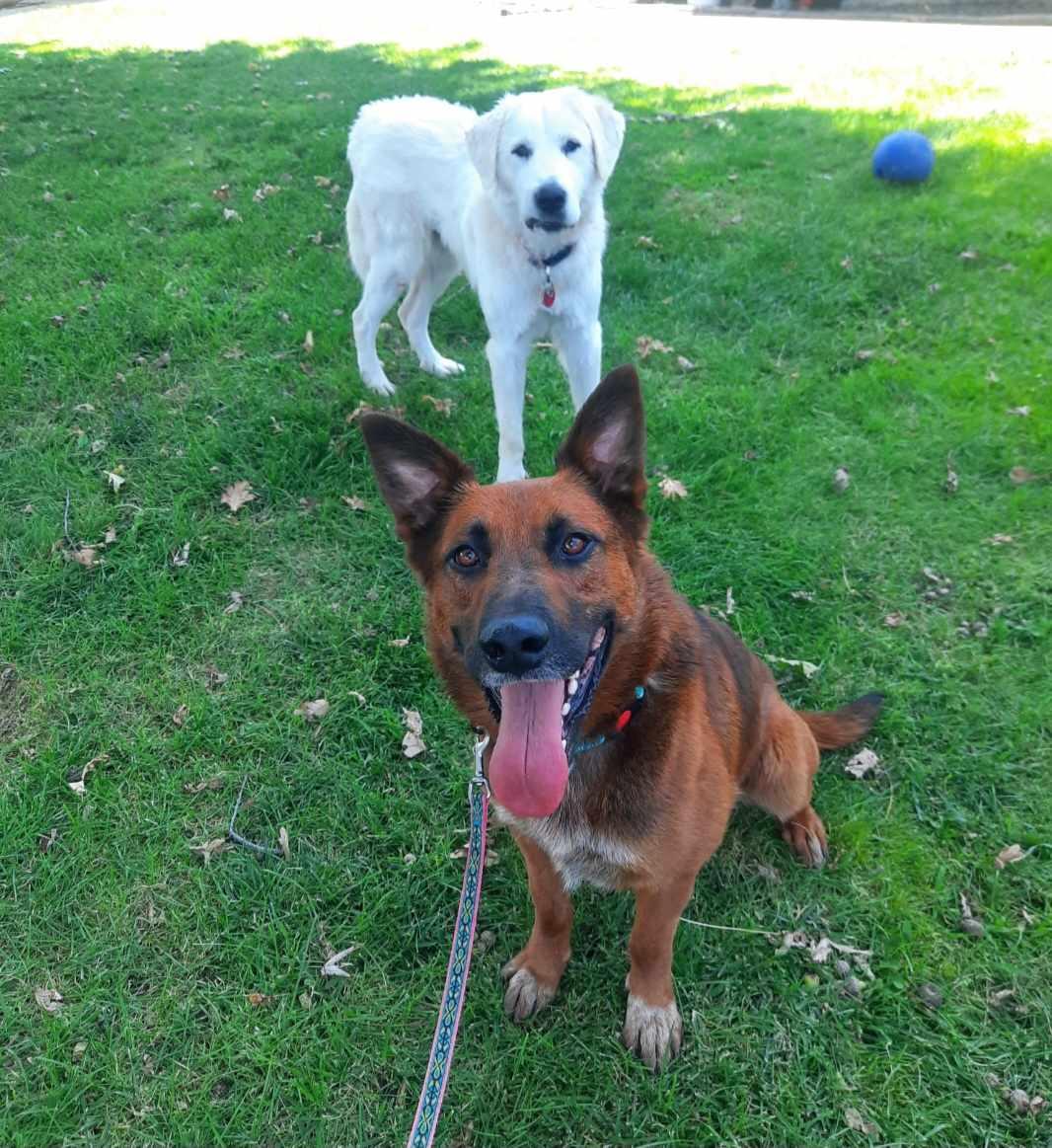 Enlarge Suzy, a Adopted Great Pyrenees in Wilton, CA image 3/4