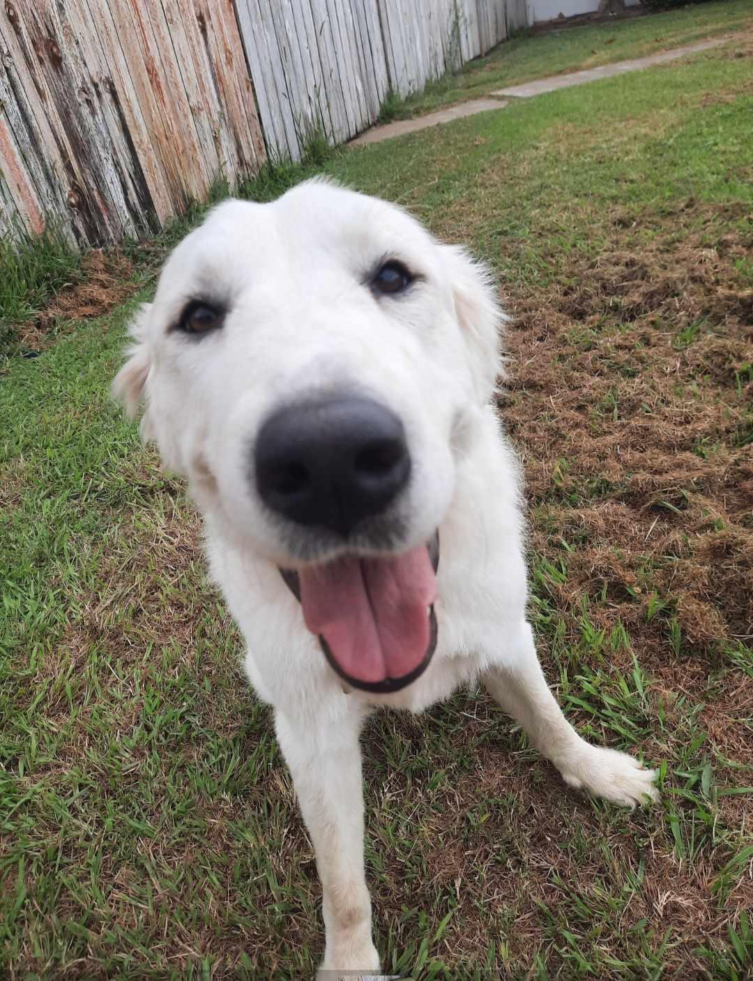 Enlarge Suzy, a Adopted Great Pyrenees in Wilton, CA image 4/4
