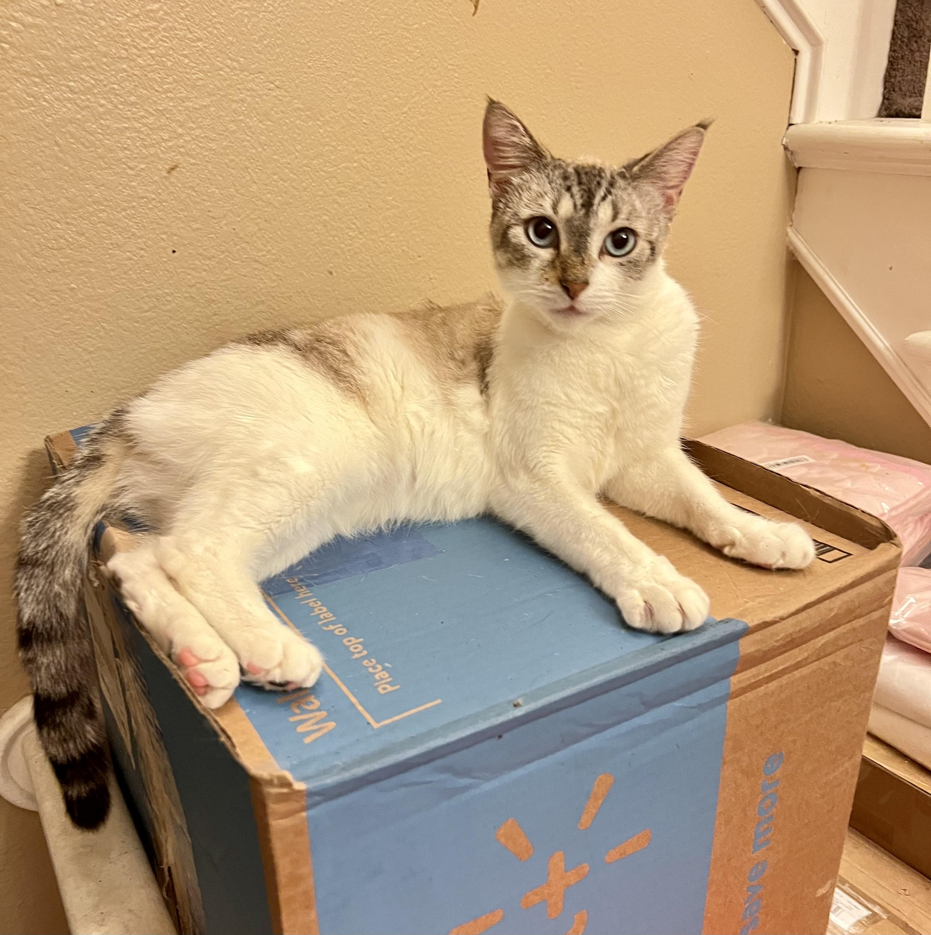 Jackie’s Girl, Adoptable, Young Female Siamese & Domestic Short Hair.