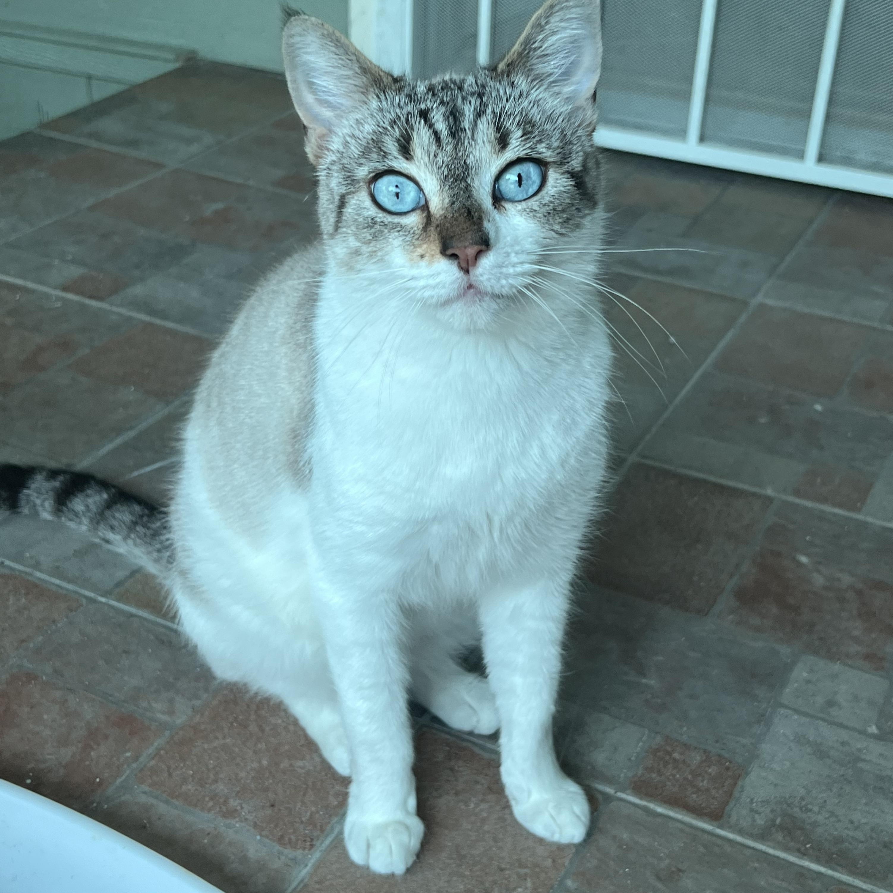 Enlarge Jackie’s Girl, a Adoptable mixed breed in Glendora, CA image 3/6