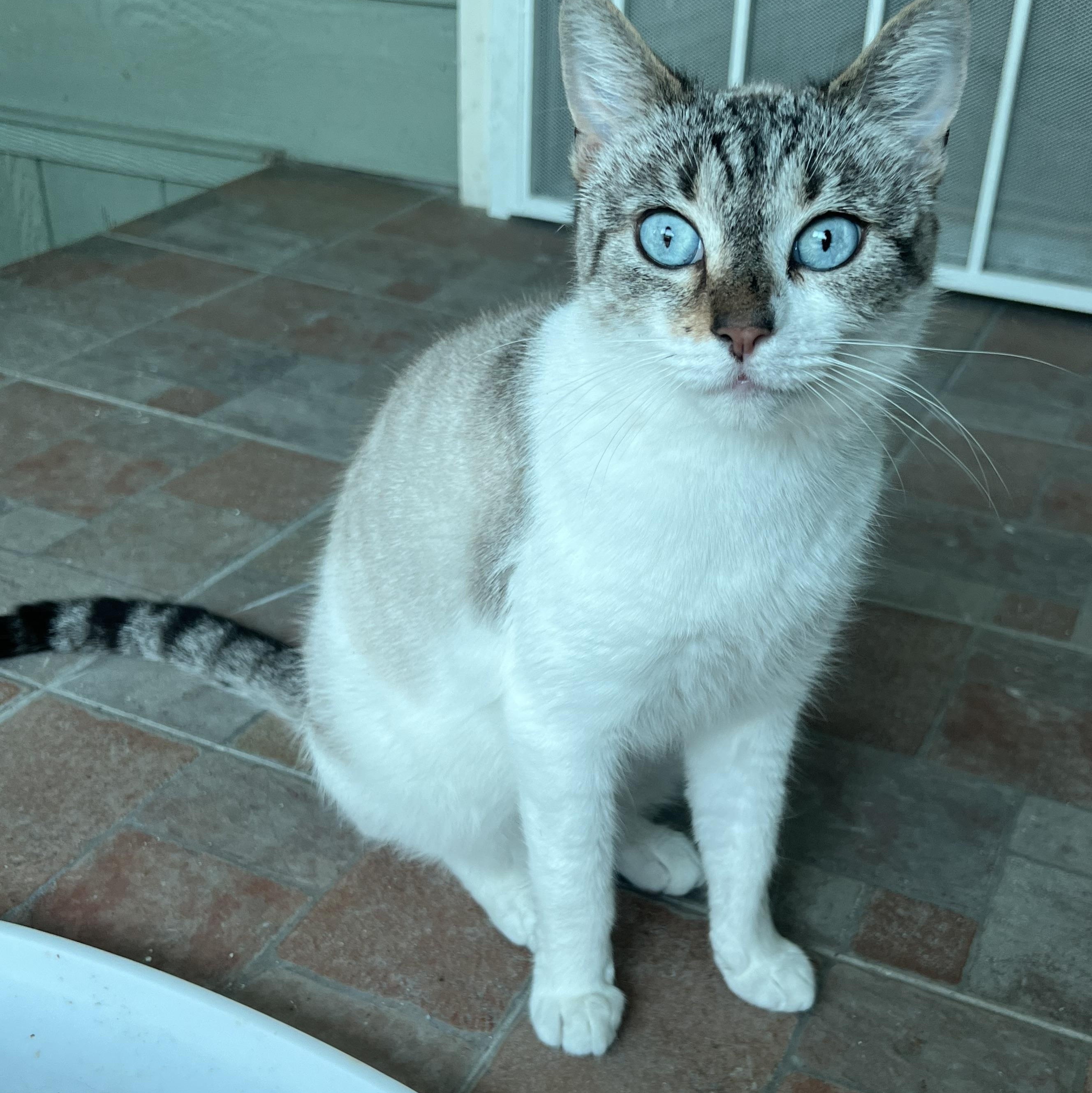 Enlarge Jackie’s Girl, a Adoptable mixed breed in Glendora, CA image 6/6