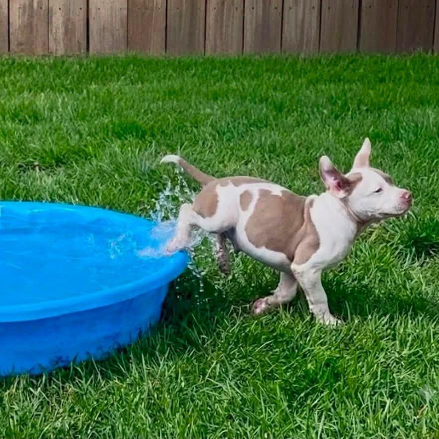 Conway Twitty, Adoptable, Puppy Male Pit Bull Terrier & Mixed Breed.