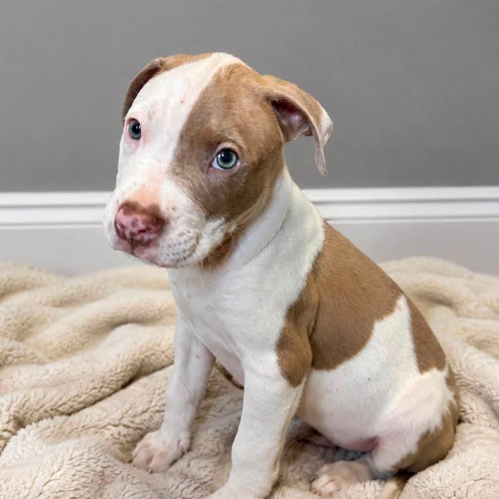 Conway Twitty, a Adoptable mixed breed in Joliet, IL image 2/4
