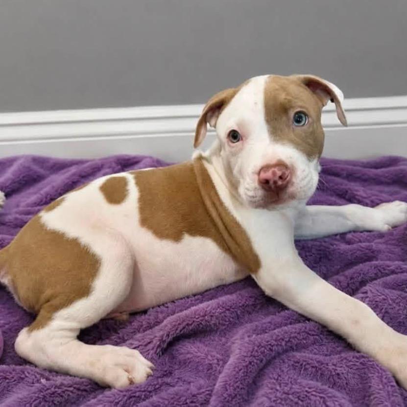 Conway Twitty, a Adoptable mixed breed in Joliet, IL image 3/4