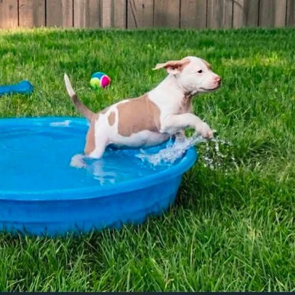 Conway Twitty, a Adoptable mixed breed in Joliet, IL image 4/4