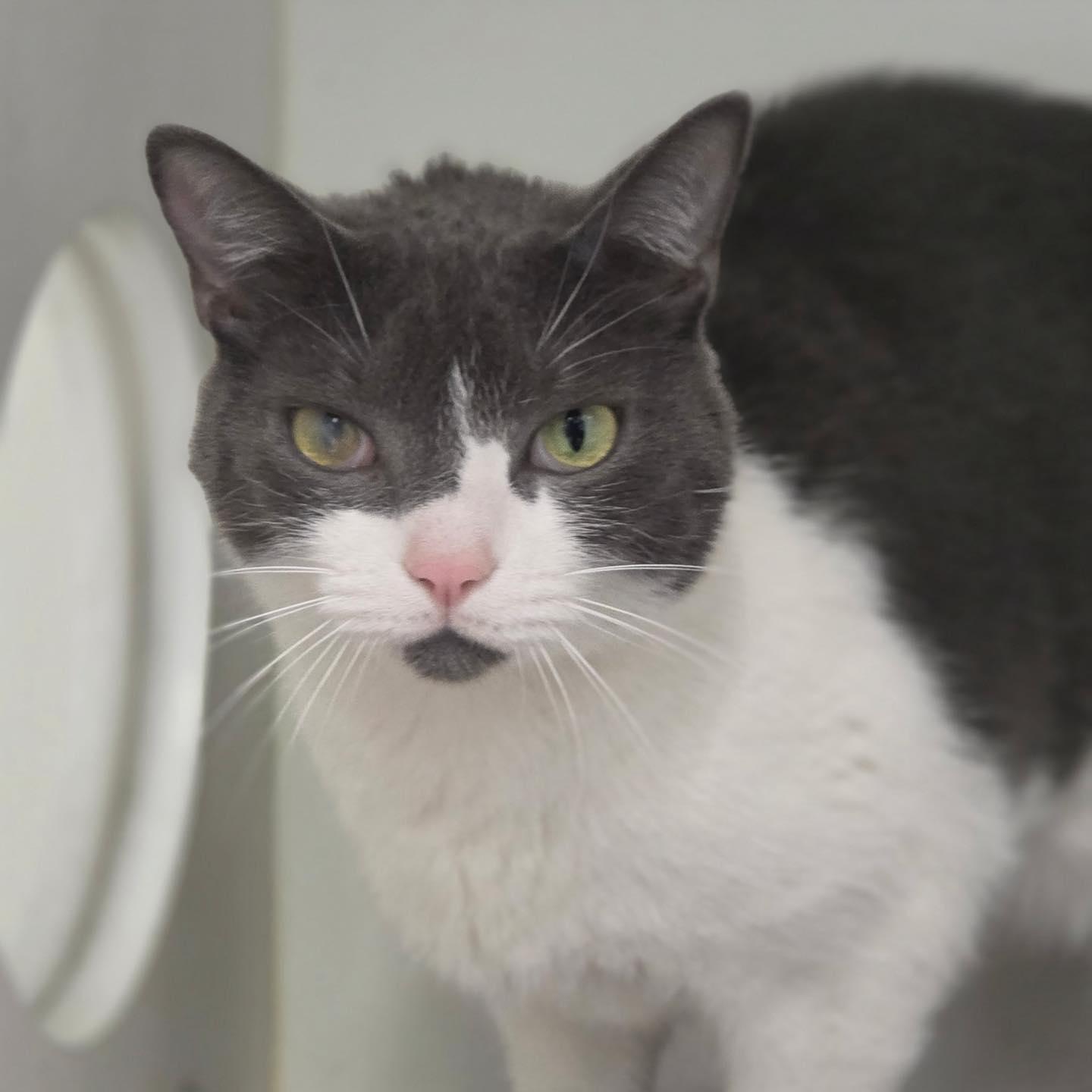 Enlarge Blanche & Romeo, a ADOPTABLE Domestic Short Hair in Bloomfield, NJ image 6/6