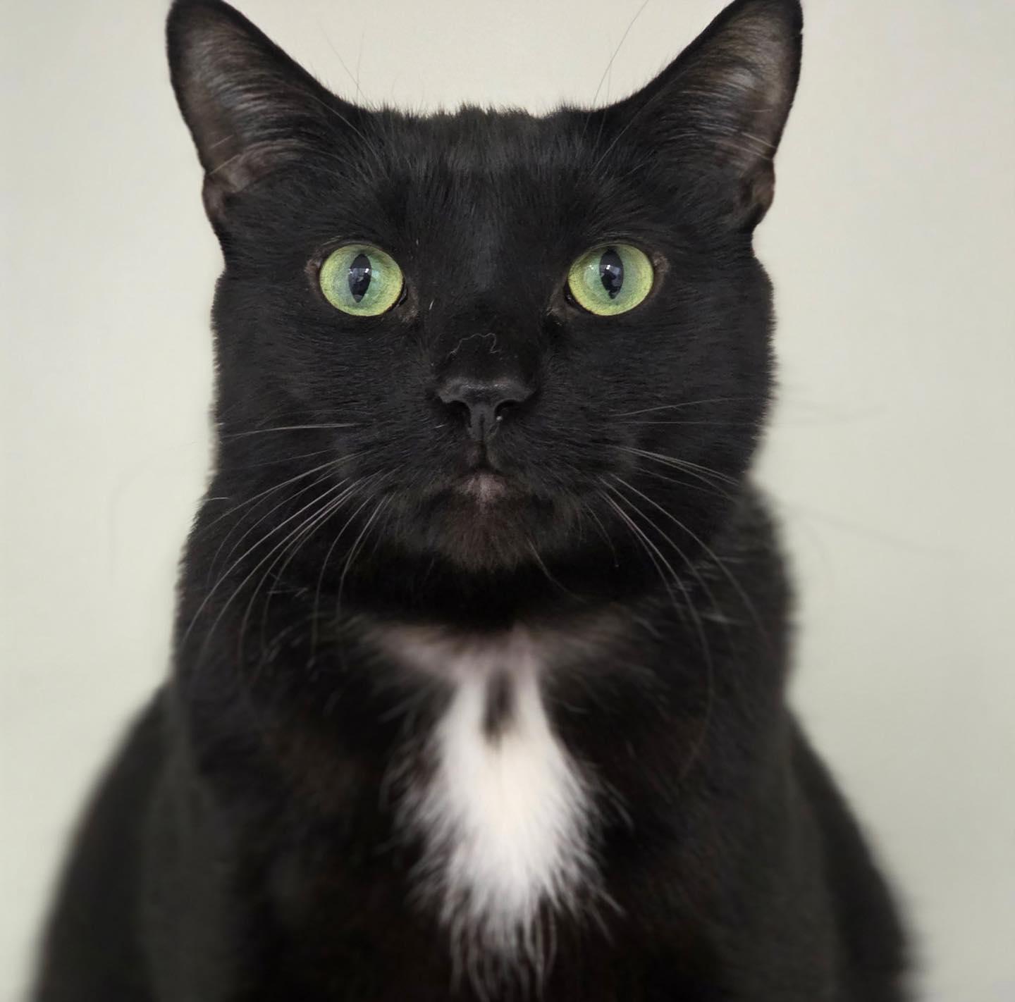 Enlarge Blanche & Romeo, a ADOPTABLE Domestic Short Hair in Bloomfield, NJ image 5/6