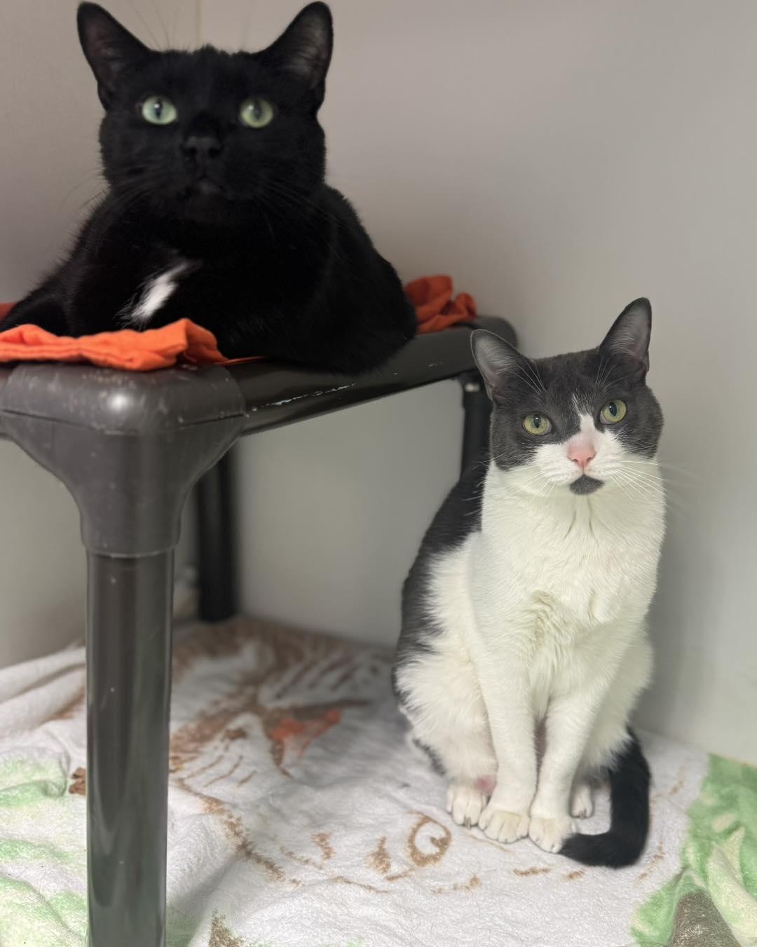 Blanche & Romeo, ADOPTABLE, Adult Male Domestic Short Hair.