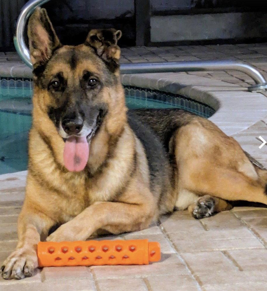 Enlarge Trigger, a Adoptable Shepherd in Fort Pierce, FL image 1/2