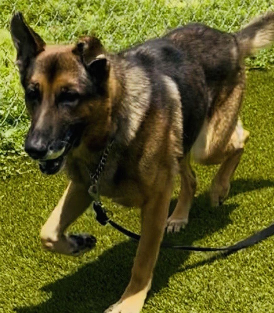 Enlarge Trigger, a Adoptable Shepherd in Fort Pierce, FL image 2/2