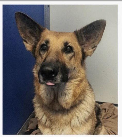 Candy, Adoptable, Young Female Shepherd.