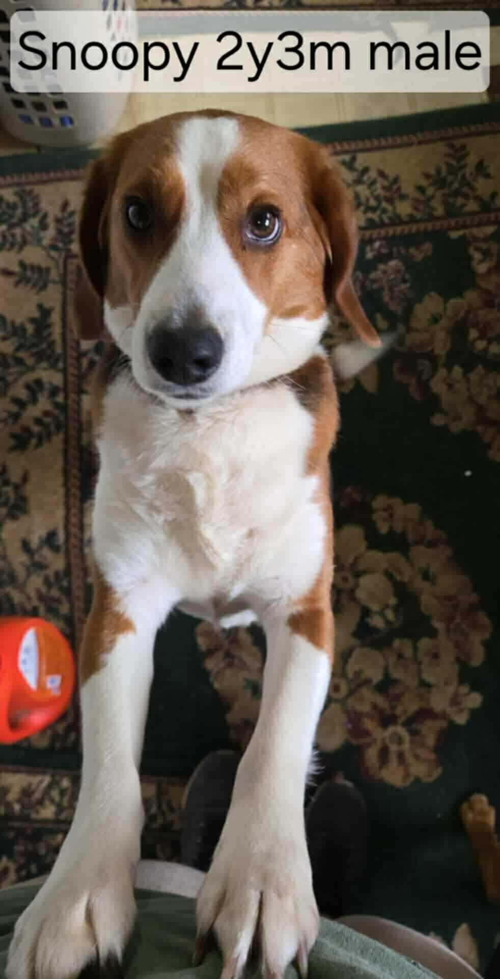 Snoopy