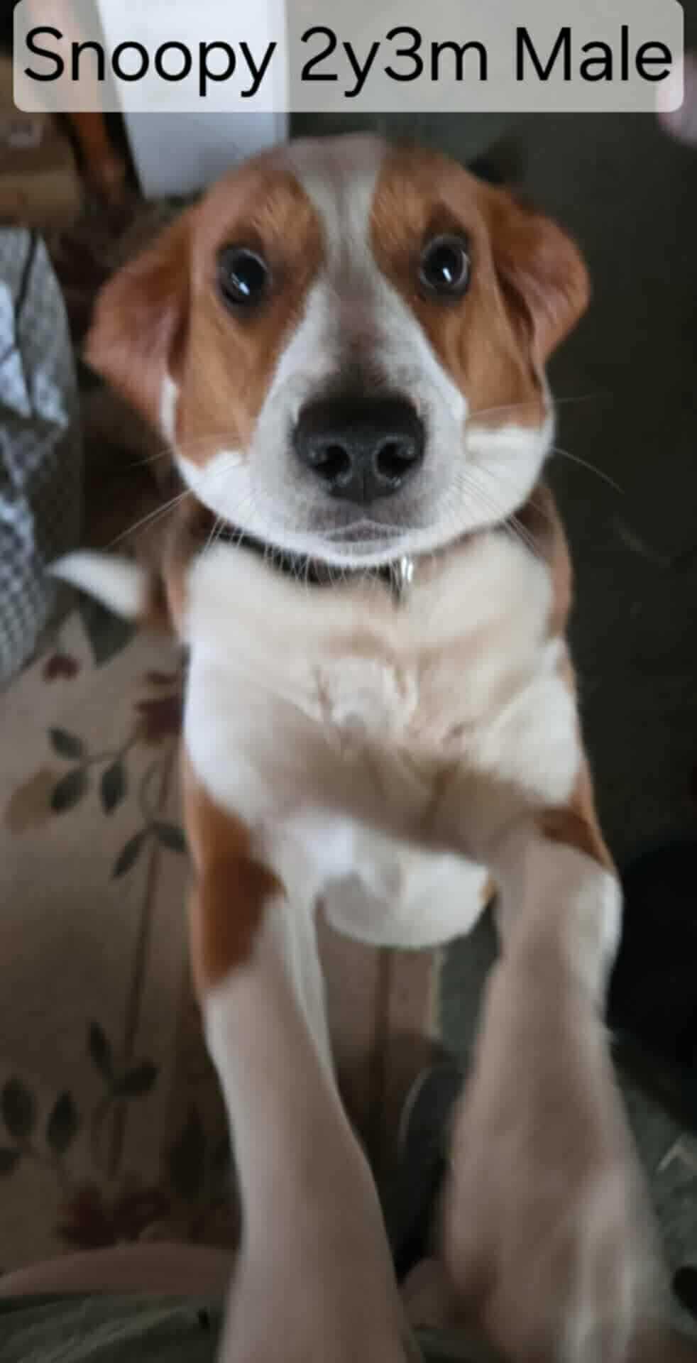 Snoopy