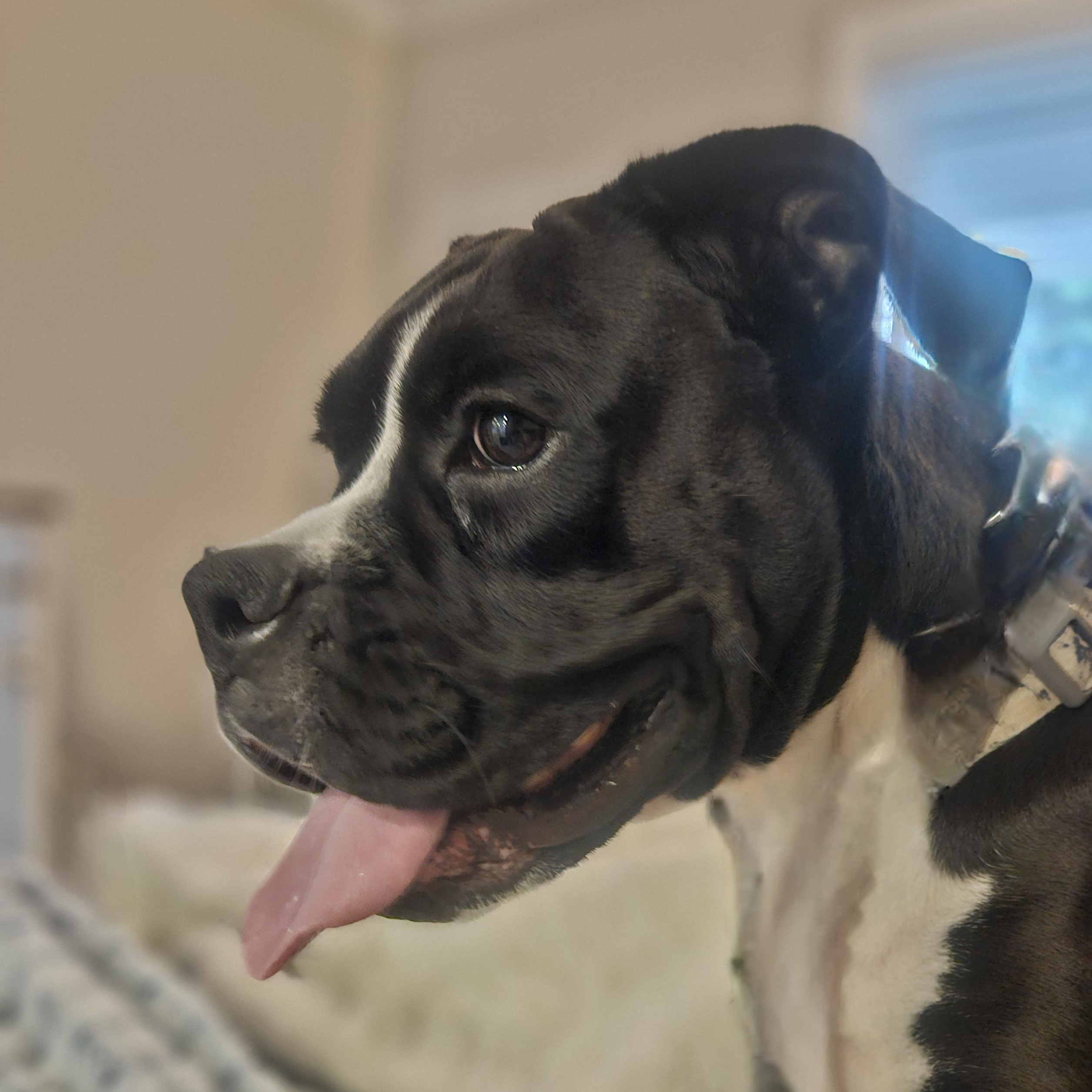 Pixie Dust Boxer Dog