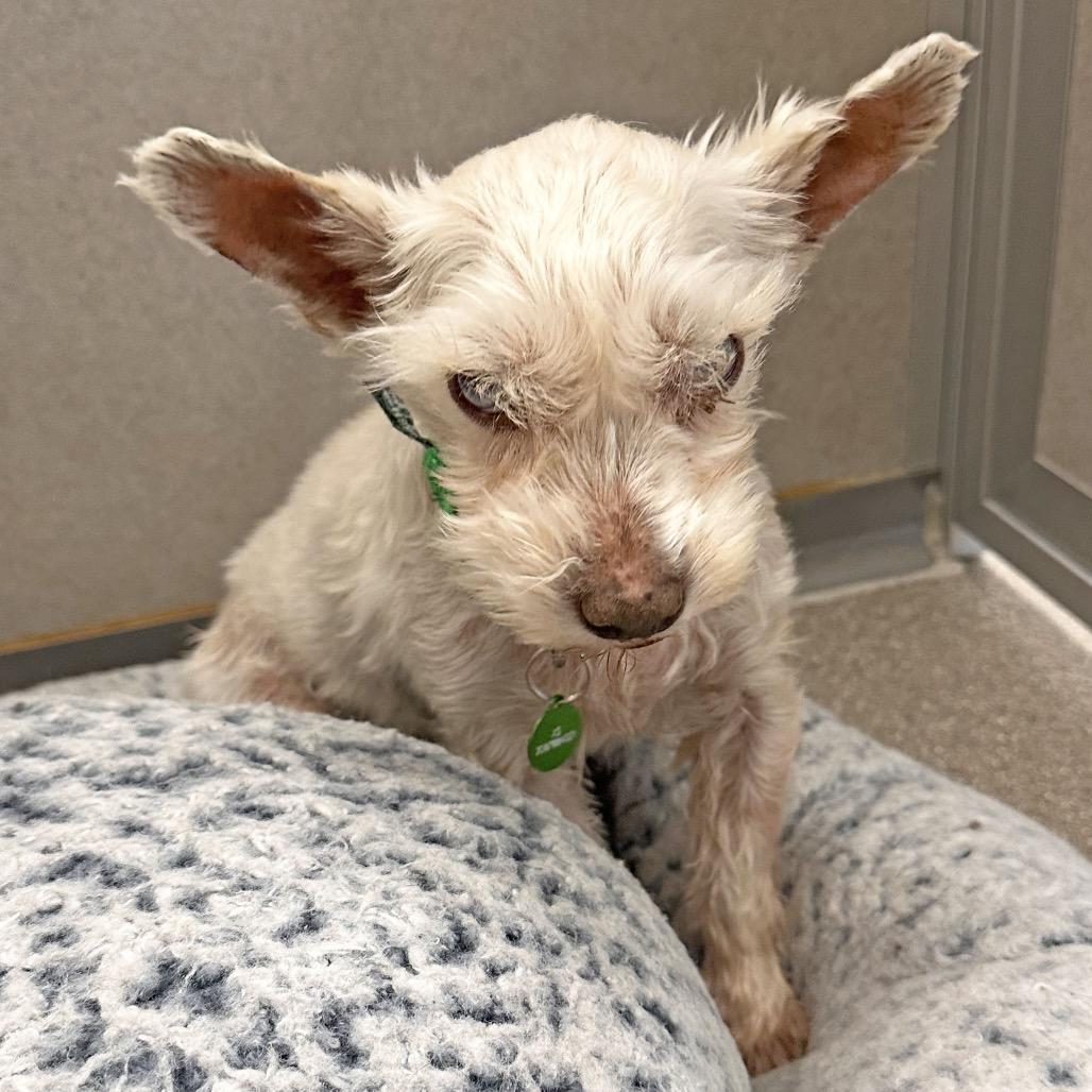 Mable, a Adoptable Mixed Breed in Hailey, ID image 1/5