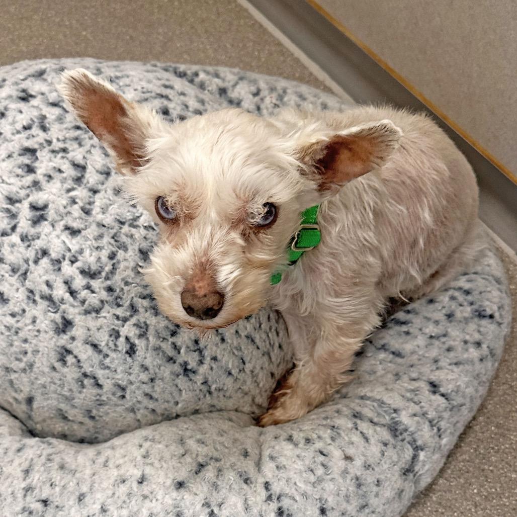 Mable, a Adoptable Mixed Breed in Hailey, ID image 2/5