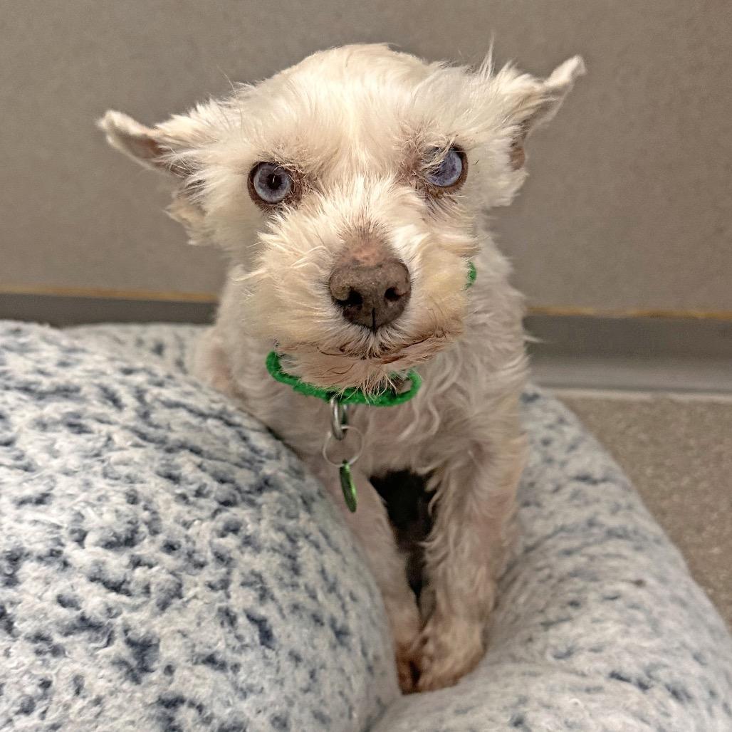 Mable, a Adoptable Mixed Breed in Hailey, ID image 3/5