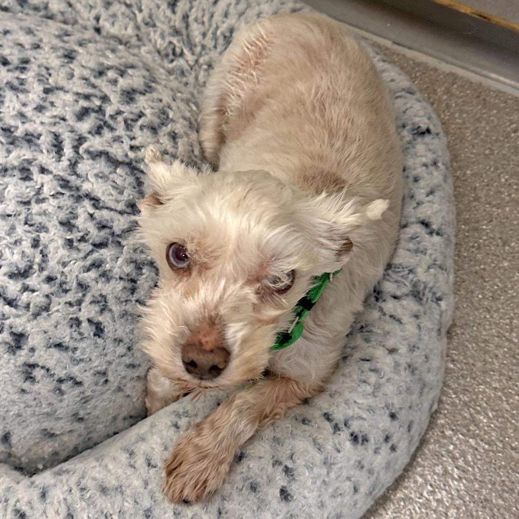 Mable, a Adoptable Mixed Breed in Hailey, ID image 4/5